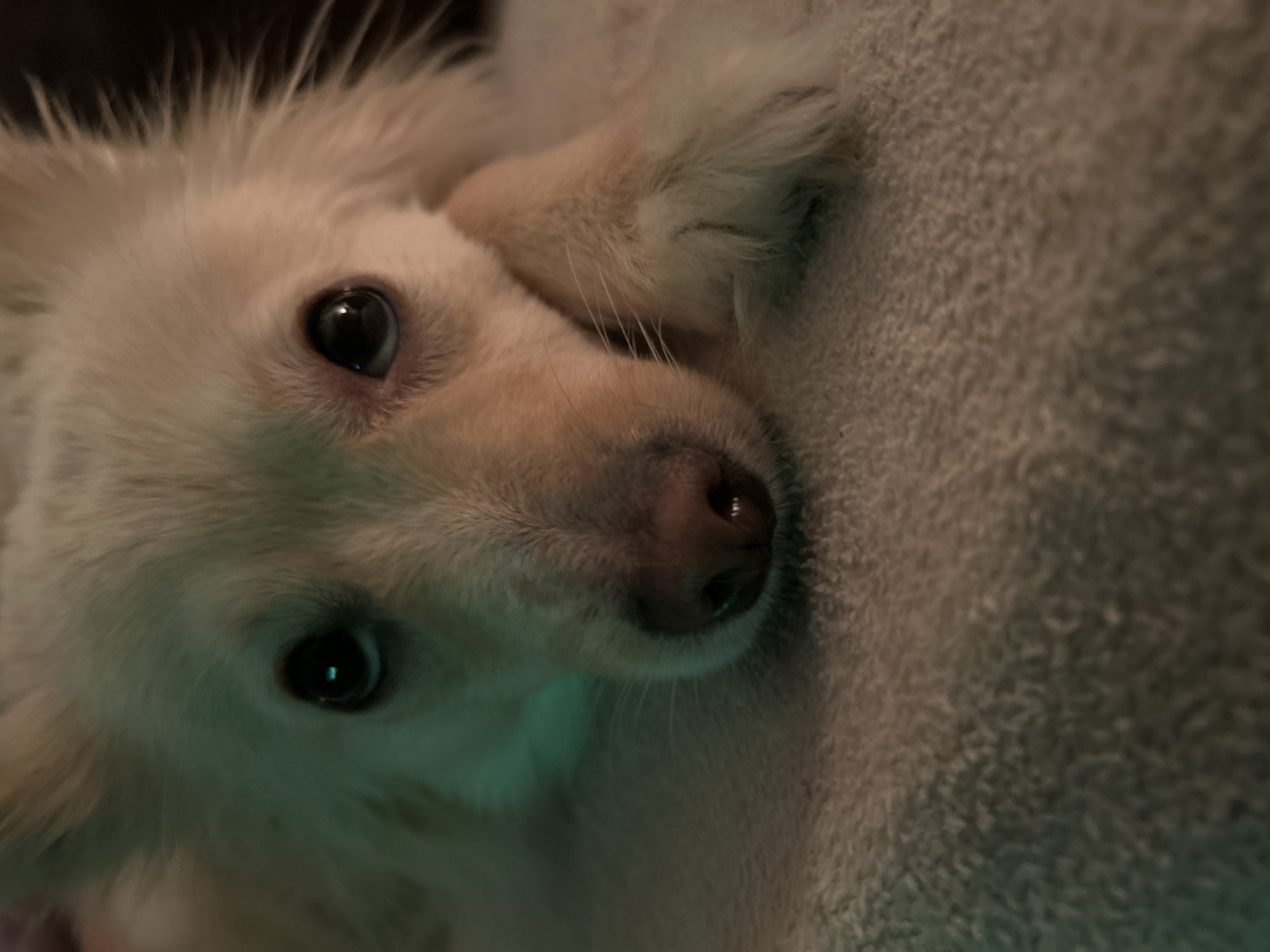 The image is a close-up portrait of a light-colored dog with its head resting on a textured surface. The dog's eyes are dark and appear to be looking forward. There is a subtle green lighting effect on the left side of the dog's face, possibly from an artificial light source. The background is dark. The textured surface appears to be a blanket or rug. The dog's fur is fluffy, particularly around its ears and neck. There is no discernible location in Sofia, Bulgaria, indicated in the image.