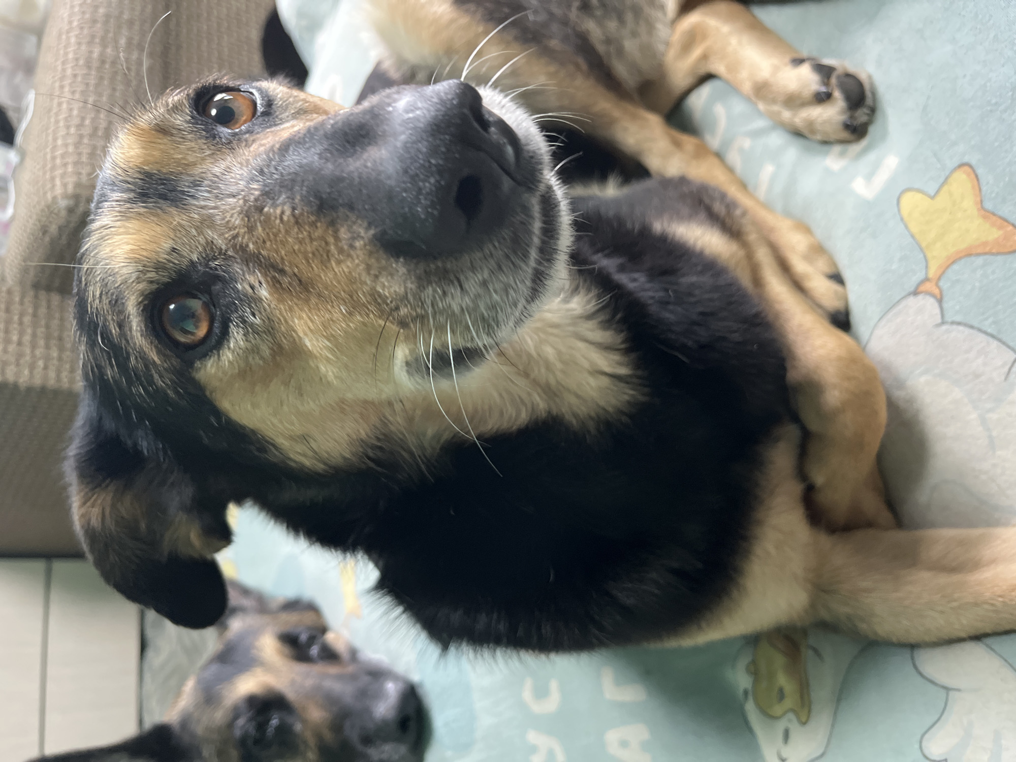 A close-up, high-angle shot focuses on a dog lying on a bed, with another dog partially visible in the lower left corner. The primary dog has a black nose, tan and brown fur around its eyes, and black fur around its neck. Its eyes are brown and reflective. The background includes a pillow, bed sheets with a pattern of clouds and stars, and a glimpse of a wall. The location in the city of Nizhny Tagil, Russia, cannot be determined from this image.