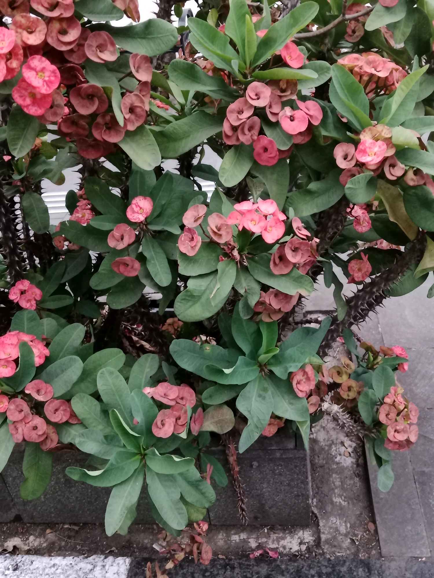 A cluster of Crown of Thorns flowers, characterized by their spiky stems and vibrant pink and reddish-pink blooms, is captured in an outdoor setting. The plant is lush with green, ovate leaves. The flowers themselves are small and clustered, with delicate petals forming intricate patterns. Some of the blooms are a bright pink, while others are a deeper, more muted shade of reddish-pink. The stems are covered in sharp thorns, adding a defensive texture to the plant. The background suggests an urban environment with paved surfaces, possibly sidewalks or pathways, indicating the location in Sawah Gede, Indonesia. The overall impression is of a hardy, yet beautiful flowering plant thriving in a city space.
