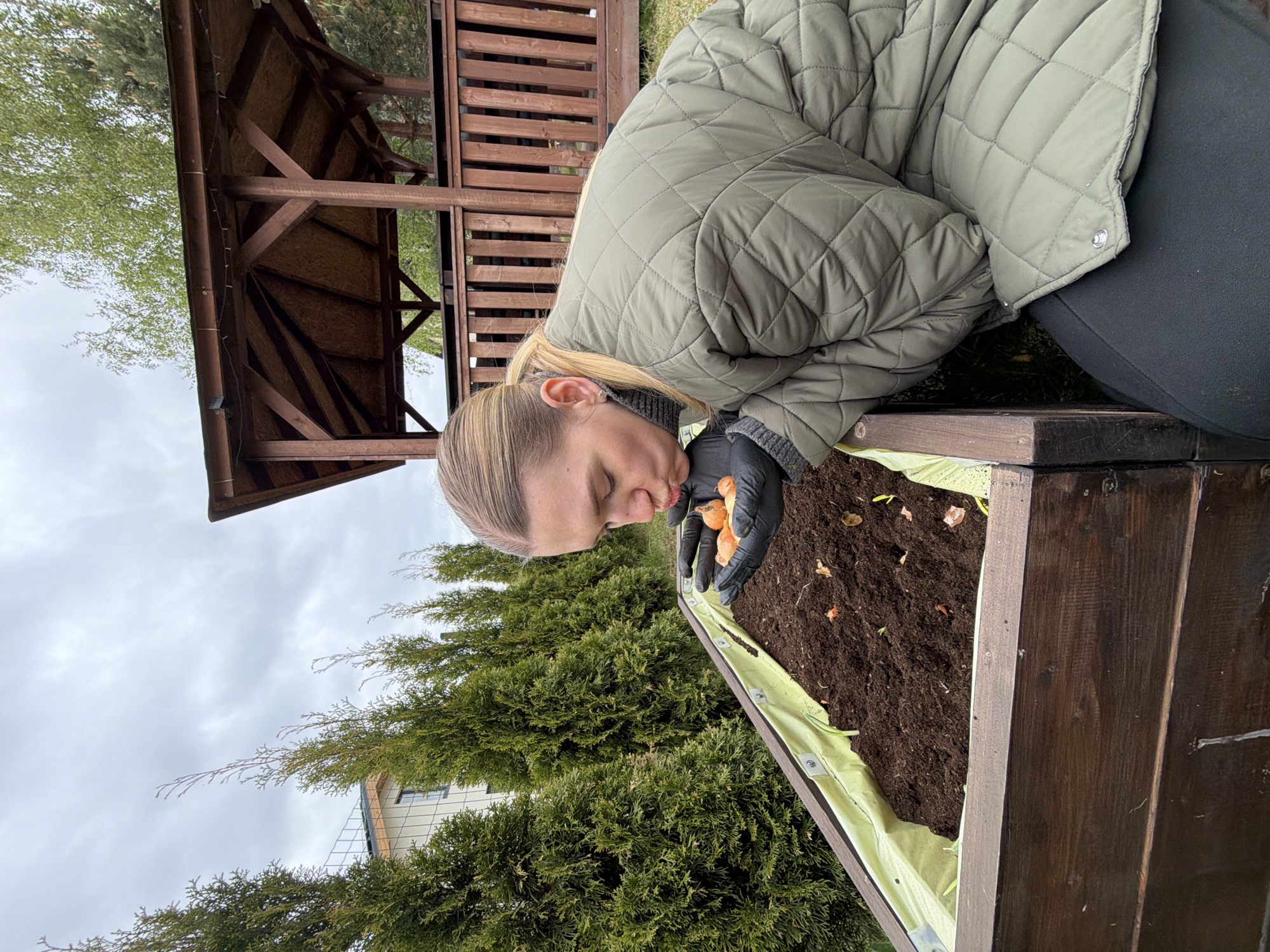 A woman with blonde hair pulled back into a ponytail, wearing a green quilted jacket and black gloves, is bending over a wooden planter box filled with dark soil. She is holding a handful of brown onions. The box is lined with a pale green material. Behind her are evergreen trees, part of a building with light-colored walls, and a brown wooden gazebo. The image was taken outdoors on a cloudy day. The location is Dreiliņi, Latvia.