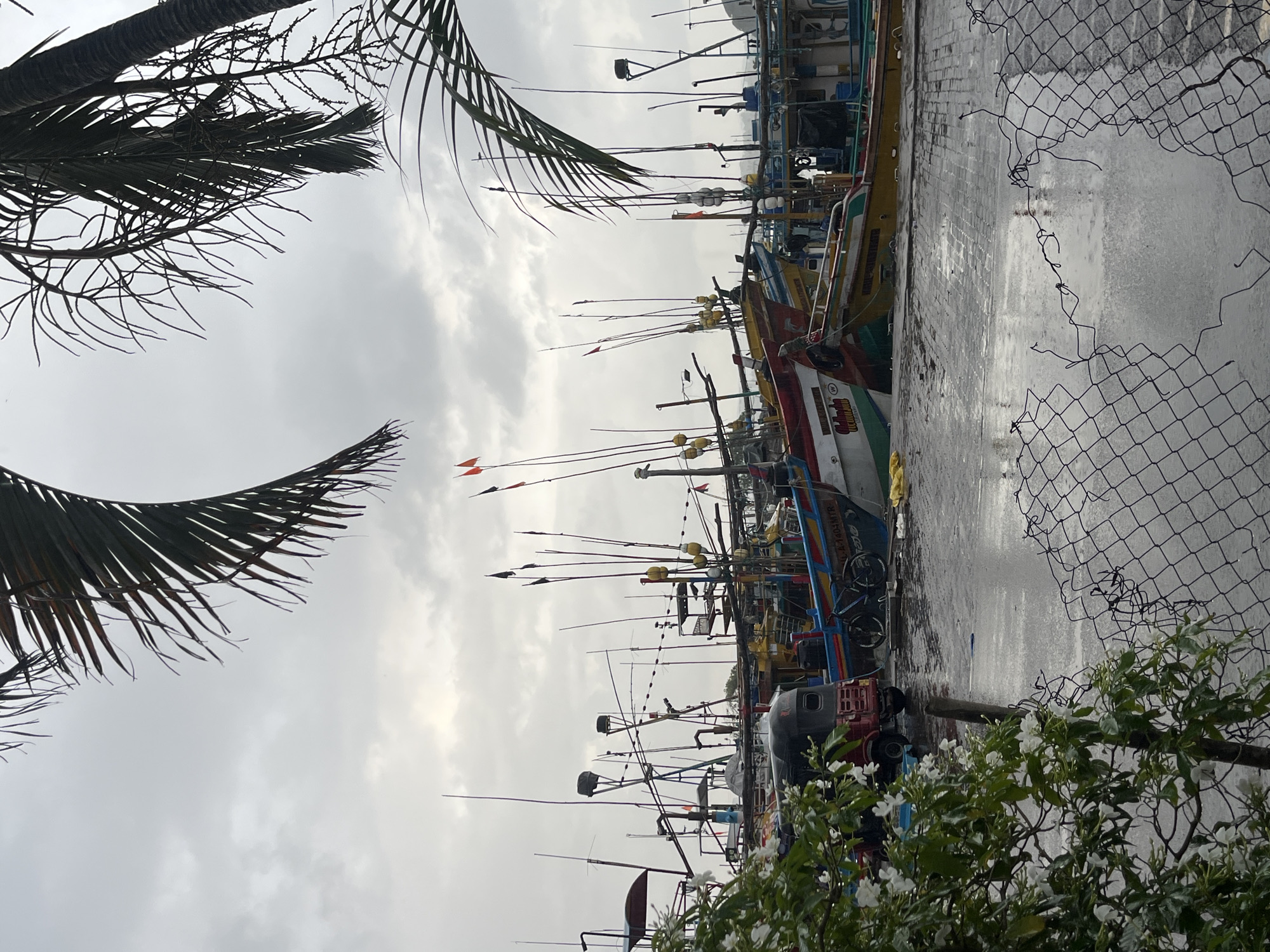 The image depicts a harbor in Mirissa, Sri Lanka, under an overcast sky. Numerous fishing boats are docked, their masts and rigging creating a dense, vertical network against the muted backdrop. The boats are painted in vibrant colors, contrasting with the gray weather. In the foreground, a tree with white flowers and lush green leaves is visible on the left, partially obscuring a damaged chain-link fence. A red auto-rickshaw is parked on the wet ground near the boats. The ground appears to be paved and wet, suggesting recent rain or ongoing precipitation. Palm fronds frame the top of the image, adding to the tropical atmosphere.