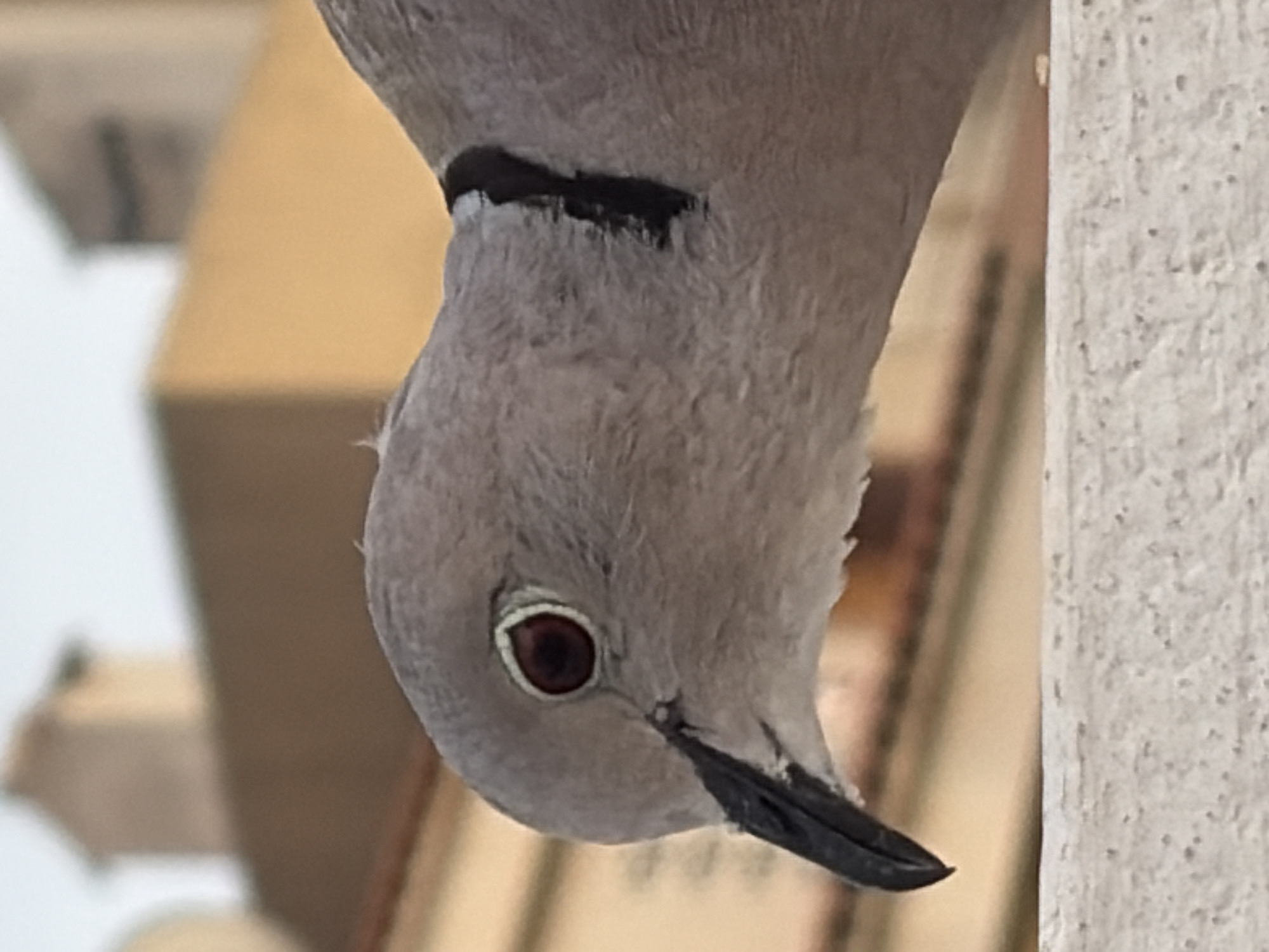 A close-up, eye-level, medium shot captures a grey Eurasian collared-dove in the city of Torrevieja, Spain, perched on a textured white ledge. The dove's head is turned to the left, with its dark beak slightly open. Its eye is a deep reddish-brown with a distinct white ring. A black band encircles its neck. The background is out of focus, showing muted tan-colored buildings with some architectural details visible. The lighting is soft, suggesting natural daylight.