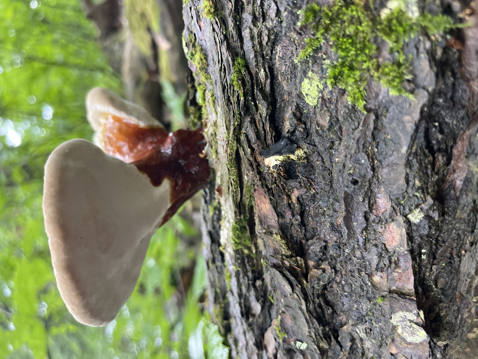 A close-up, low-angle shot captures a bracket fungus growing on a fallen tree trunk in the Town of Lyonsdale, USA. The fungus, with its distinctive white-capped top and reddish-brown stem, appears to be in the process of decay. The tree trunk, weathered and rough, is covered in patches of vibrant green moss. In the background, lush green foliage creates a soft, blurred backdrop. The lighting suggests an overcast day, with diffused natural light illuminating the scene. There are no people or animals visible in the image. The overall impression is one of nature's quiet resilience and the cyclical processes of growth and decay.