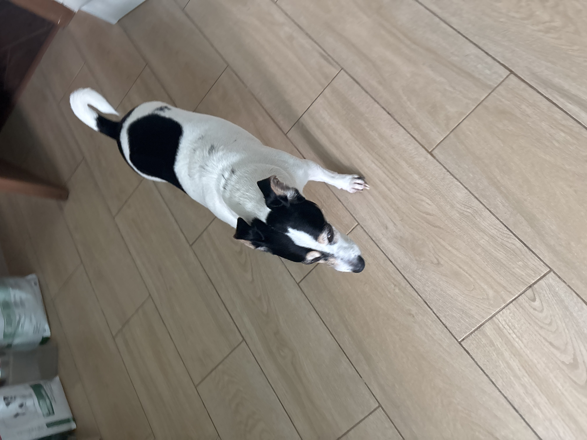 A small black and white dog with a curled tail stands on a light brown wood-plank floor. The dog is facing downwards and to the left. The dog has black markings on its head and back, and is otherwise white. The floorboards are arranged in a diagonal pattern. In the background, there are two large bags and a wooden chair leg. The image appears to have been taken indoors in Vsevolozhsk, Russia.