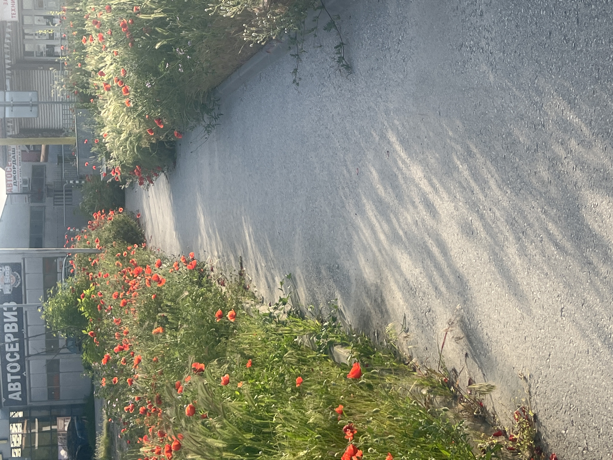The image shows a section of a sidewalk or pavement in Plovdiv, Bulgaria, lined with red poppies and other greenery. The pavement is light gray and appears to be made of asphalt or concrete. Shadows from trees or buildings fall across the pavement. On the left side of the frame, there are buildings with commercial signs, including one in Cyrillic script that appears to say "Автосервиз," likely meaning "Auto Service" in English. The general ambiance suggests a sunny day in an urban environment.