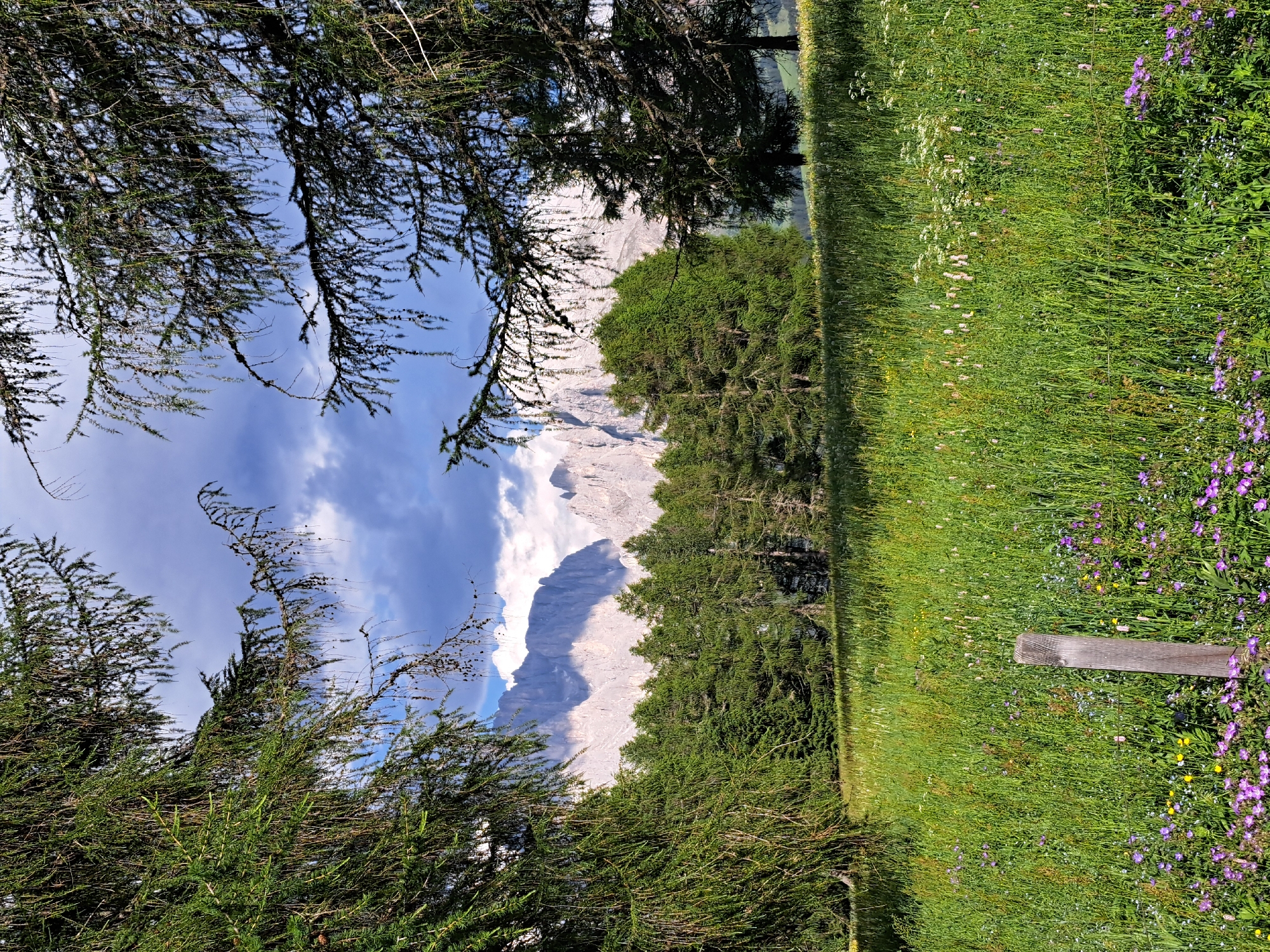 An outdoor, eye-level, vertical shot displays a landscape dominated by a verdant meadow filled with wildflowers, and a majestic mountain range in the background. In the foreground, a weathered wooden post stands amidst the tall grass. The meadow is a tapestry of green, dotted with purple and yellow wildflowers, and various blades of grass and other vegetation. Behind the meadow, a dense line of evergreen trees forms a natural border, with their dark green foliage contrasting against the lighter greens of the meadow and the distant mountains.
The mountain range, appearing as jagged peaks bathed in sunlight and shadow, dominates the background. The sky above is a dramatic blend of blue and gray clouds, with patches of sunlight breaking through. The scene is framed by the branches of evergreen trees on both the left and right sides of the image, with their needles casting dappled shadows. The overall impression is one of natural beauty and serenity.