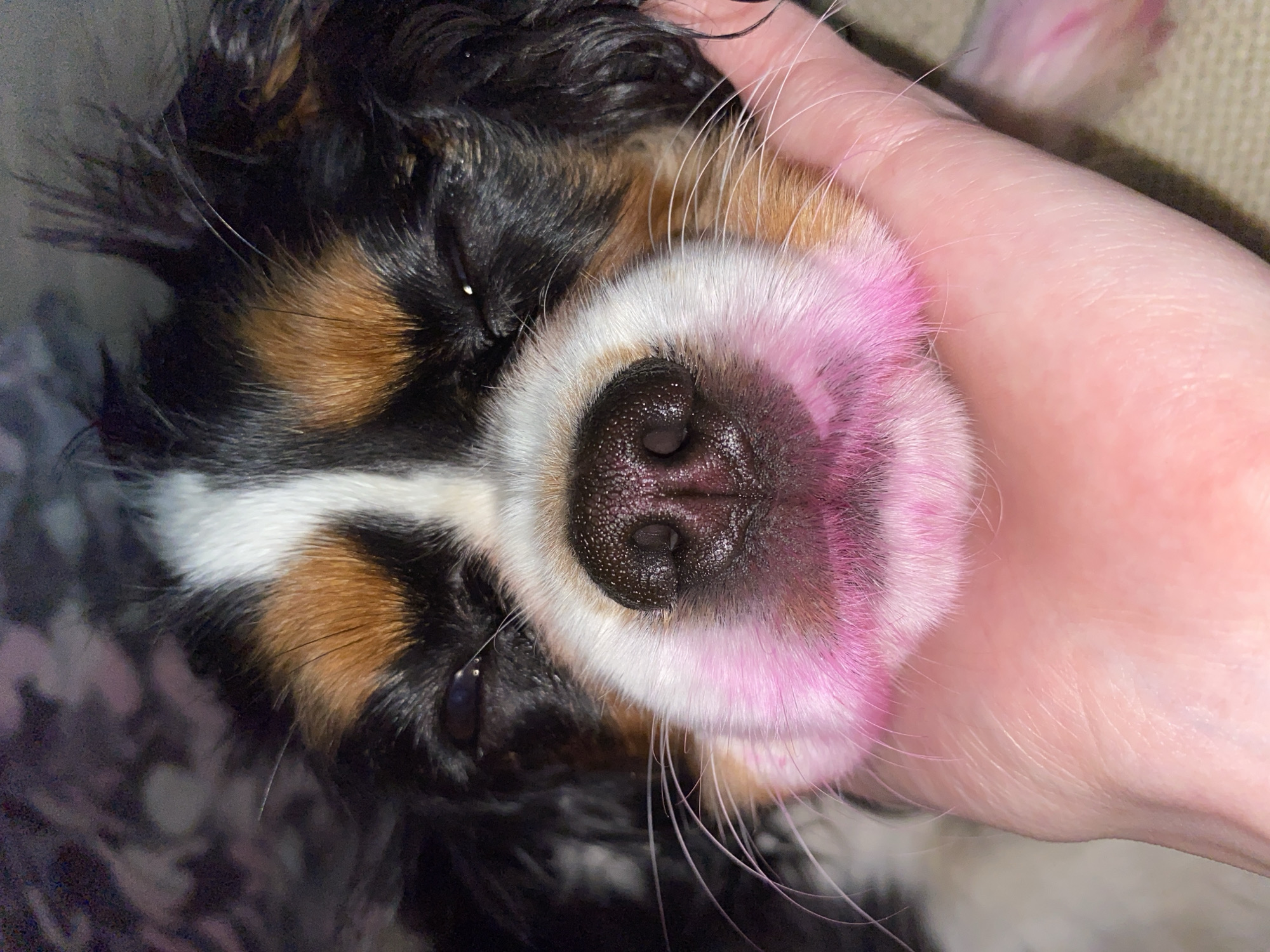 A close-up shot shows a Bernese Mountain Dog, possibly a puppy, cradled in a human hand. The dog's fur is black, tan, and white, with some pink dye on the snout. The dog's eyes are partially closed. The hand appears to be fair-skinned. The background is blurry and indistinct. No details suggest the location is Votkinsk, Russia.