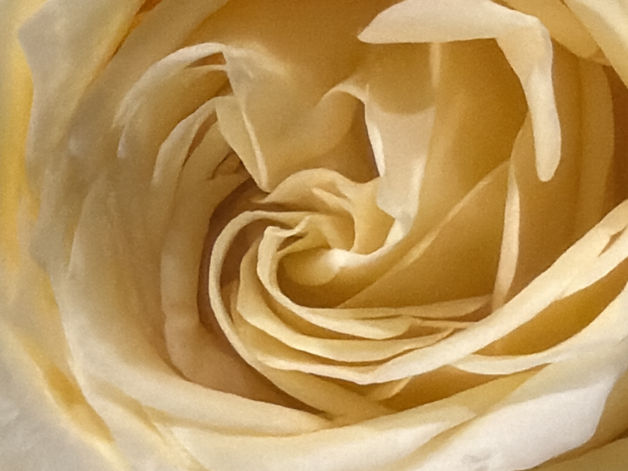 The image is a close-up, macro shot of a creamy yellow rose. The petals are tightly curled and layered, forming a spiral pattern towards the center. The lighting is soft, highlighting the velvety texture of the petals and creating subtle shadows that add depth. There is no indication of a specific location in Kaliningrad, Russia, as the image focuses solely on the flower itself.