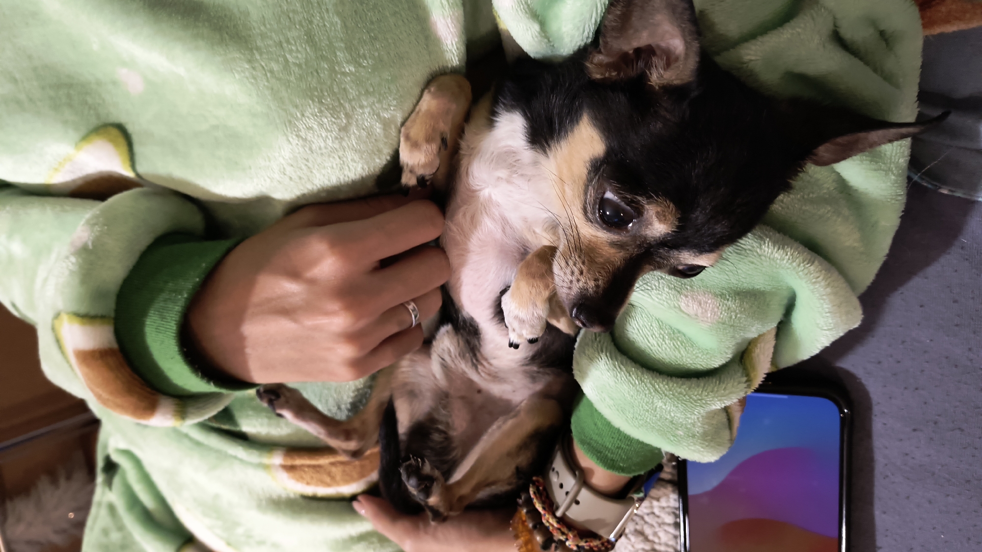 A chihuahua lies on its back in a person's arms, who is wearing a green hooded sweatshirt. The dog is black and tan, with its paws visible. The person holding the dog has a ring on their finger and a watch and bracelets on their wrist. A smartphone is visible in the bottom right corner. The location is indoors and no specific features indicate the city of Sofia, Bulgaria.