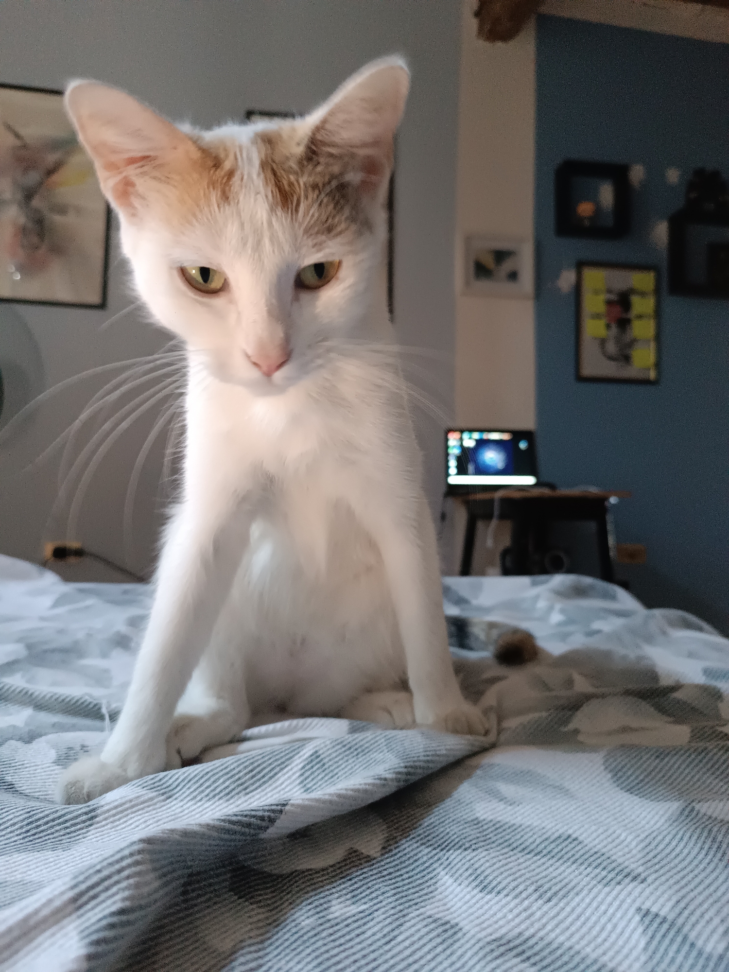 A white cat with orange patches on its head and tail is sitting on a bed covered with a grey and white striped comforter. The cat is looking down with its head slightly tilted. In the background, a laptop with a blue screen is visible on a table, and several framed pictures are hanging on a blue wall. The scene appears to be indoors, likely in a residential setting in Viadana, Italy.