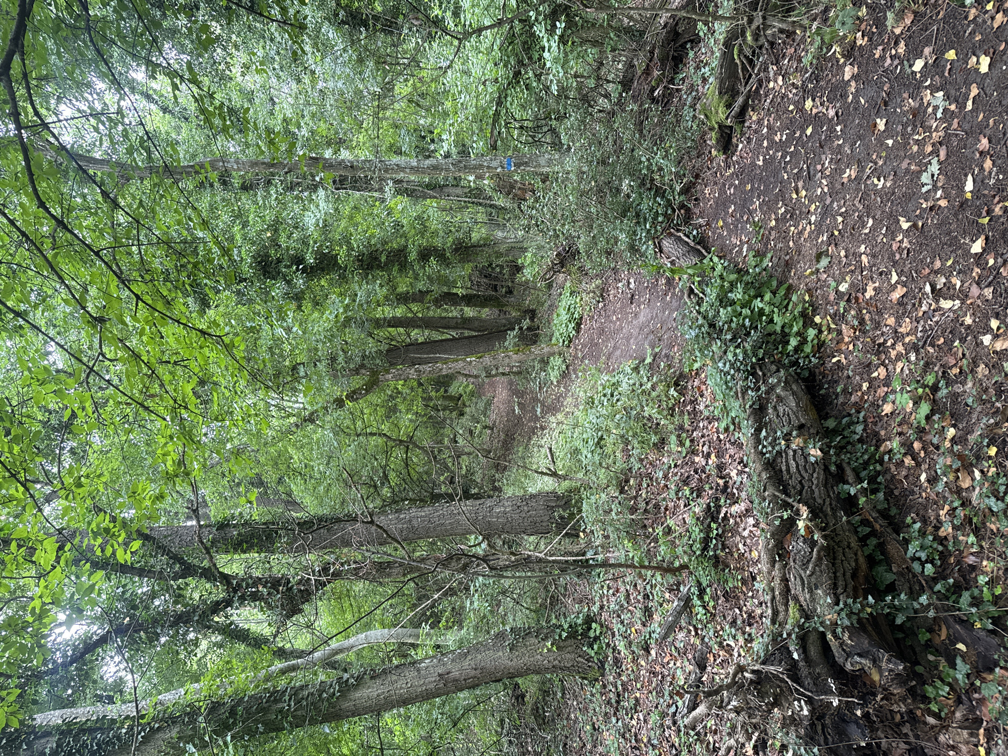 This vertical image captures a tranquil dirt path winding through a lush, dense forest in Rosen, Bulgaria. The setting is a woodland trail, likely used for walking or hiking, characterized by abundant greenery and tall trees.
The path, made of packed earth, is visible from the foreground, curving gently into the distance and disappearing amidst the foliage. It is partially covered with scattered brown and yellow fallen leaves and small twigs. On either side of the path, the ground is rich with undergrowth, including vibrant green ivy that climbs up tree trunks and spreads across the forest floor.
Numerous trees dominate the scene, with their trunks forming a natural corridor along the path. Their canopies are thick with bright green leaves, creating a shaded environment, with natural light filtering through the dense foliage from above. Some tree trunks are textured and gnarled, and many are partially covered in green ivy, indicating a mature woodland. In the mid-ground, a small, rectangular blue marker or tag is visible on the trunk of a tree to the left of the path, suggesting a marked trail.
The time of day appears to be daytime, likely overcast or heavily shaded, given the soft, diffused light. The overall atmosphere is one of serene nature and solitude, with no people or animals visible. The dense vegetation and natural ground cover indicate a temperate or humid environment.