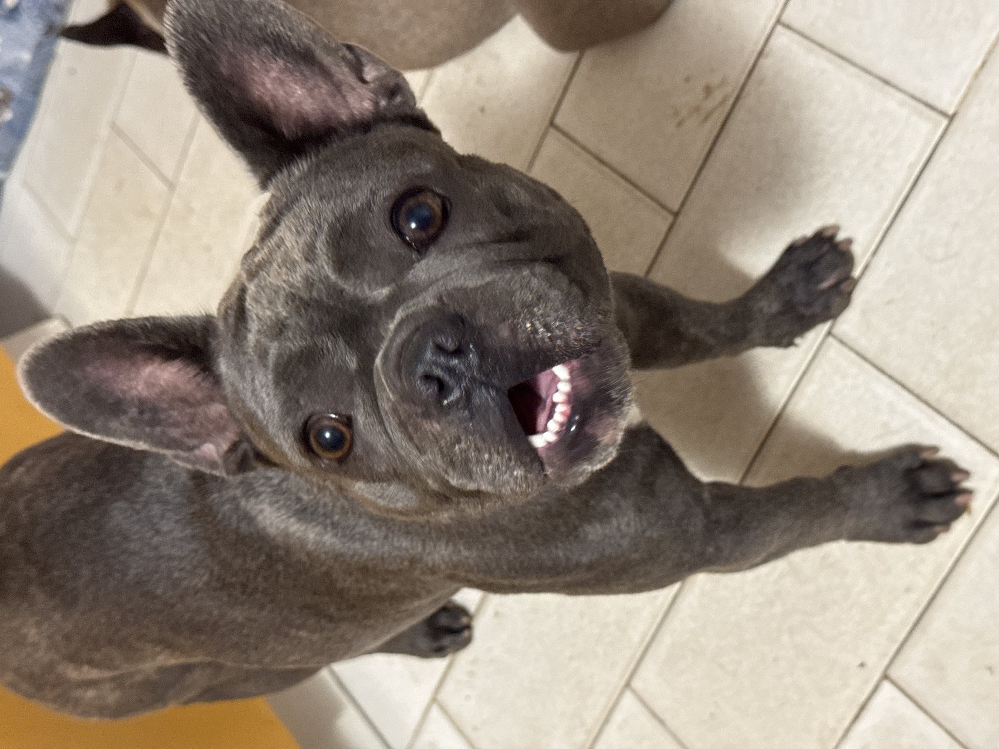 A dark grey brindle French Bulldog stands on a tiled floor. The dog is facing the camera with its mouth slightly open, revealing small white teeth and pink gums. Its eyes are dark brown and wide. The dog has large, upright ears. The background is out of focus, showing a wall with an orange hue and a beige object to the right. The floor is composed of light-colored square tiles. There is no indication of the city of San Benedetto del Tronto, Italy, in this image.