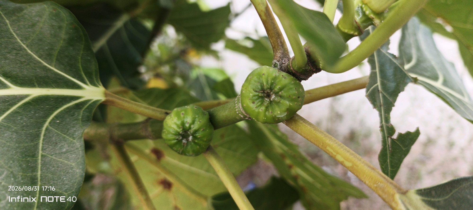 A close-up, slightly out-of-focus photograph captures two small, unripe green figs growing on a branch of a fig tree. The figs are roughly spherical with a slightly flattened top, showing the characteristic dimples of the fruit's skin. The branch they are attached to is green and smooth, with some small brown speckles. In the background, blurred green leaves and branches are visible, suggesting an outdoor environment. In the lower left corner, a timestamp reads "2026/08/31 17:16" and "Infinix NOTE40". The location is identified as Sidodadi, Indonesia.