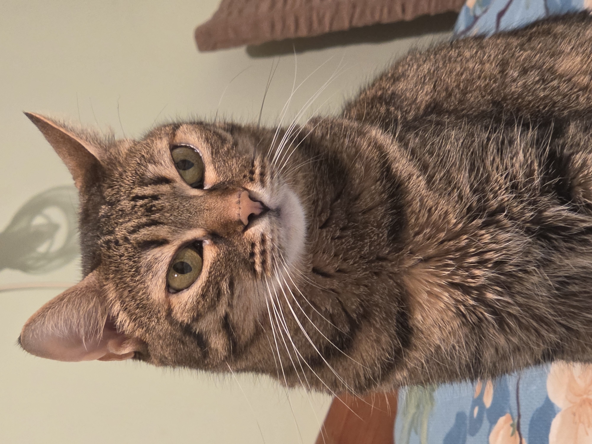 A close-up, head-and-shoulders portrait shows a tabby cat looking slightly off-camera to the right. The cat has green eyes, a pink nose, and prominent white whiskers. Its fur is a mix of brown, black, and gray stripes. The background is a muted green wall, and to the right, a portion of a woven brown object, possibly furniture, is visible. To the left, a blue blanket with a floral pattern can be seen. The lighting appears to be artificial and is coming from above and to the front. The image is sharp and well-focused on the cat's face.