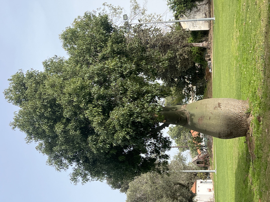 A large, mature bottle tree with a prominent, bulbous, light green-grey trunk and a dense canopy of dark green foliage stands centrally on a manicured green grass field under a clear blue sky. Evidence of pruned branches is visible on the tree's upper trunk. In the mid-ground to the left, a small white building with a terracotta tiled roof is visible, along with a wooden play structure behind it. Further to the right, a tall metal pole equipped with multiple rectangular floodlights is present. Beyond the floodlight pole, a taller, slender tree with sparse foliage and a partially visible light-colored building are situated. No individuals or active subjects are present. The scene is located within the Hof Ashkelon Regional Council, Israel.