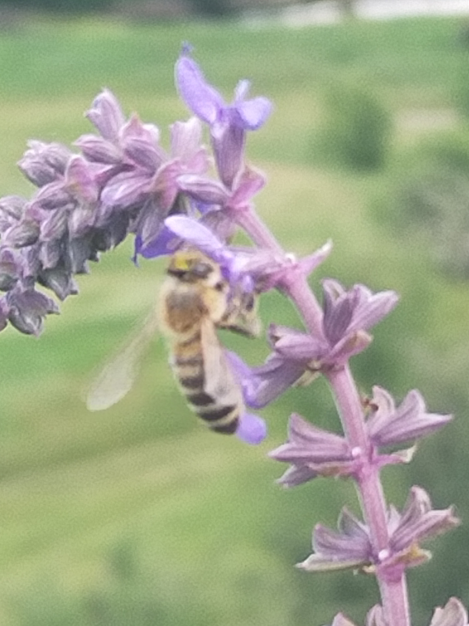 An upward-angled, close-up shot captures a bee diligently pollinating a vibrant purple flower stalk against a softly blurred green background. The bee, with its distinctive yellow and black-striped abdomen and fuzzy thorax, is positioned on the right side of the main flower stalk. Its head is deeply nestled into one of the small, tubular purple blossoms, suggesting it is actively collecting nectar or pollen. One of its translucent wings is slightly blurred, indicating movement.
The flower stalk, likely a variety of Salvia or Lavender, displays numerous individual purple florets arranged along its stem. Some flowers are fully open, while others appear as tightly packed buds, particularly on the left side of the frame. The colors are predominantly shades of lavender and purple for the flowers, the natural yellow and dark stripes for the bee, and a soft, out-of-focus green for the background, which suggests distant foliage or grass.
The shallow depth of field keeps the bee and the immediate flowers in sharp focus, while the background remains indistinct, drawing attention to the interaction. The natural light suggests a daytime setting, highlighting the intricate details of the bee and the delicate structure of the flowers. The scene conveys a sense of natural activity and the interdependence within an ecosystem. No text is visible in the image.