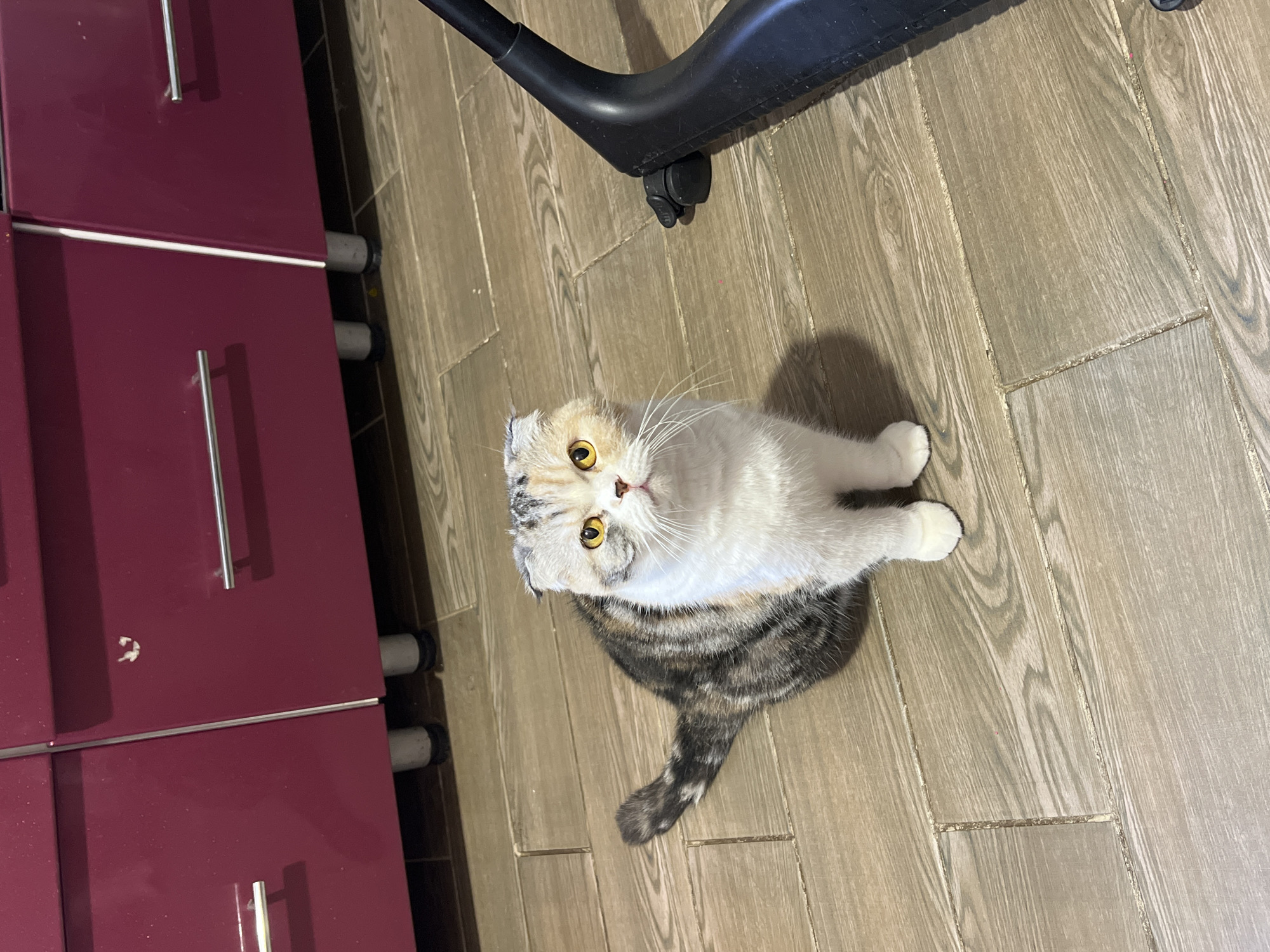 A tan and gray Scottish Fold cat sits on a wood-look tile floor, looking directly at the camera. Part of a black office chair is visible in the upper right corner of the frame. To the left is a burgundy cabinet or dresser with silver handles. The environment suggests an indoor setting, possibly a home or office. There is no indication that the location is in Noviy, Russia.
