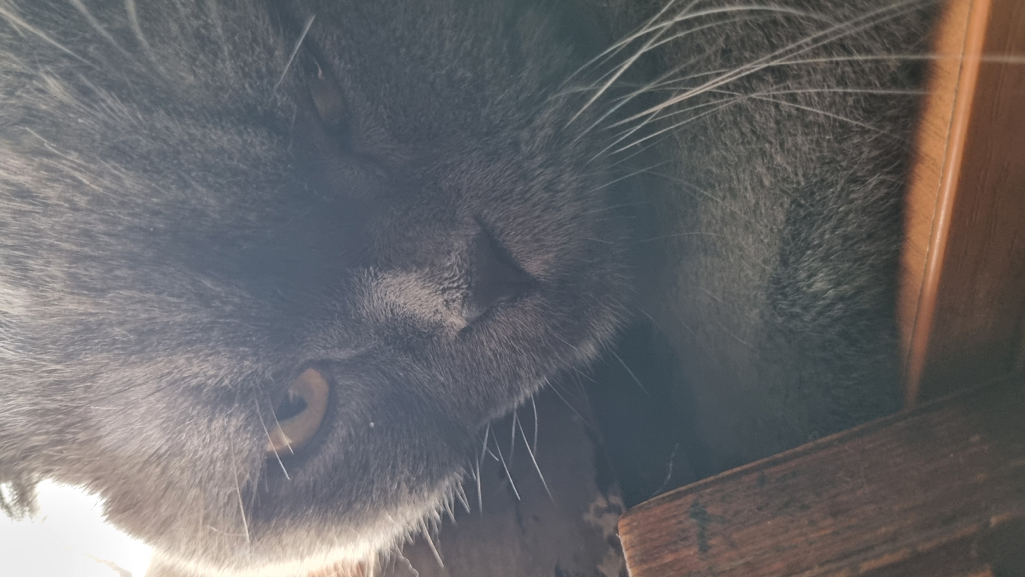 A close-up, low-angle shot captures a gray cat's face in what appears to be an indoor setting. The cat is positioned in the foreground, with its head angled slightly downwards and to the right. Its fur is thick and appears soft, with individual strands visible. The cat's right eye, a yellowish-orange hue, is partially visible, while the left eye is mostly obscured by the angle of its head. The cat's nose is a dark, wet-looking triangle. Long, white whiskers extend outwards from its muzzle. In the lower left and right portions of the image, wooden surfaces are visible, suggesting the cat might be resting on or near furniture. The lighting appears to be coming from the top left, casting a soft glow and some shadows on the cat's face. The background is largely blurred and dark, making it difficult to discern specific details about the environment, other than the presence of some indistinct, possibly patterned material behind the cat's head on the left. There is no indication of the city of Vysokoe, Russia, within the image.