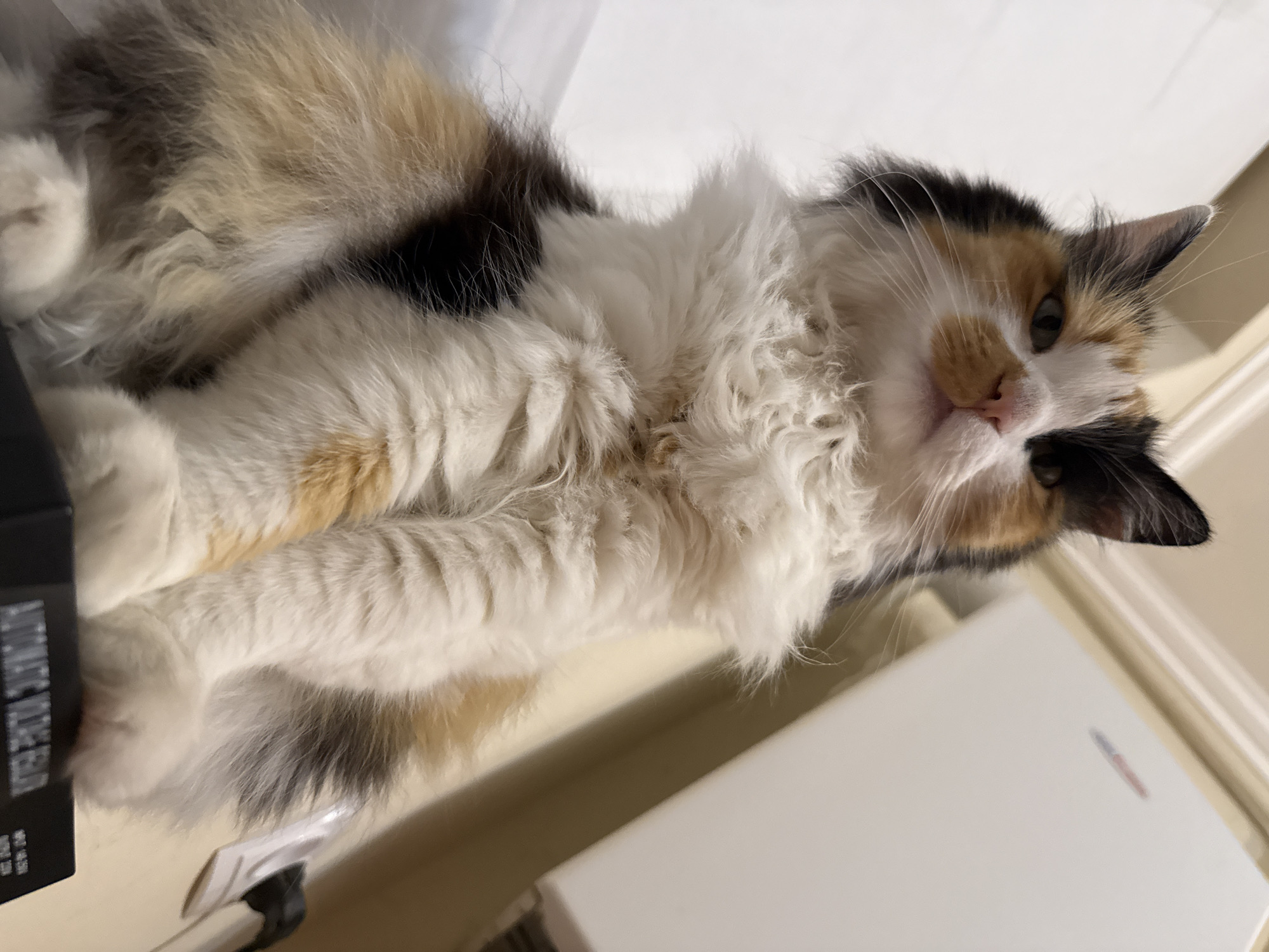 A calico cat is sitting on a black object. The cat is looking directly at the camera with its head tilted slightly to the left. The cat has white, orange, and black fur. It is a medium-sized cat with long fur. The background is blurry and appears to be a room with a white wall and some sort of appliance. The lighting is artificial and appears to be coming from above. The image is taken from a low angle, looking up at the cat.