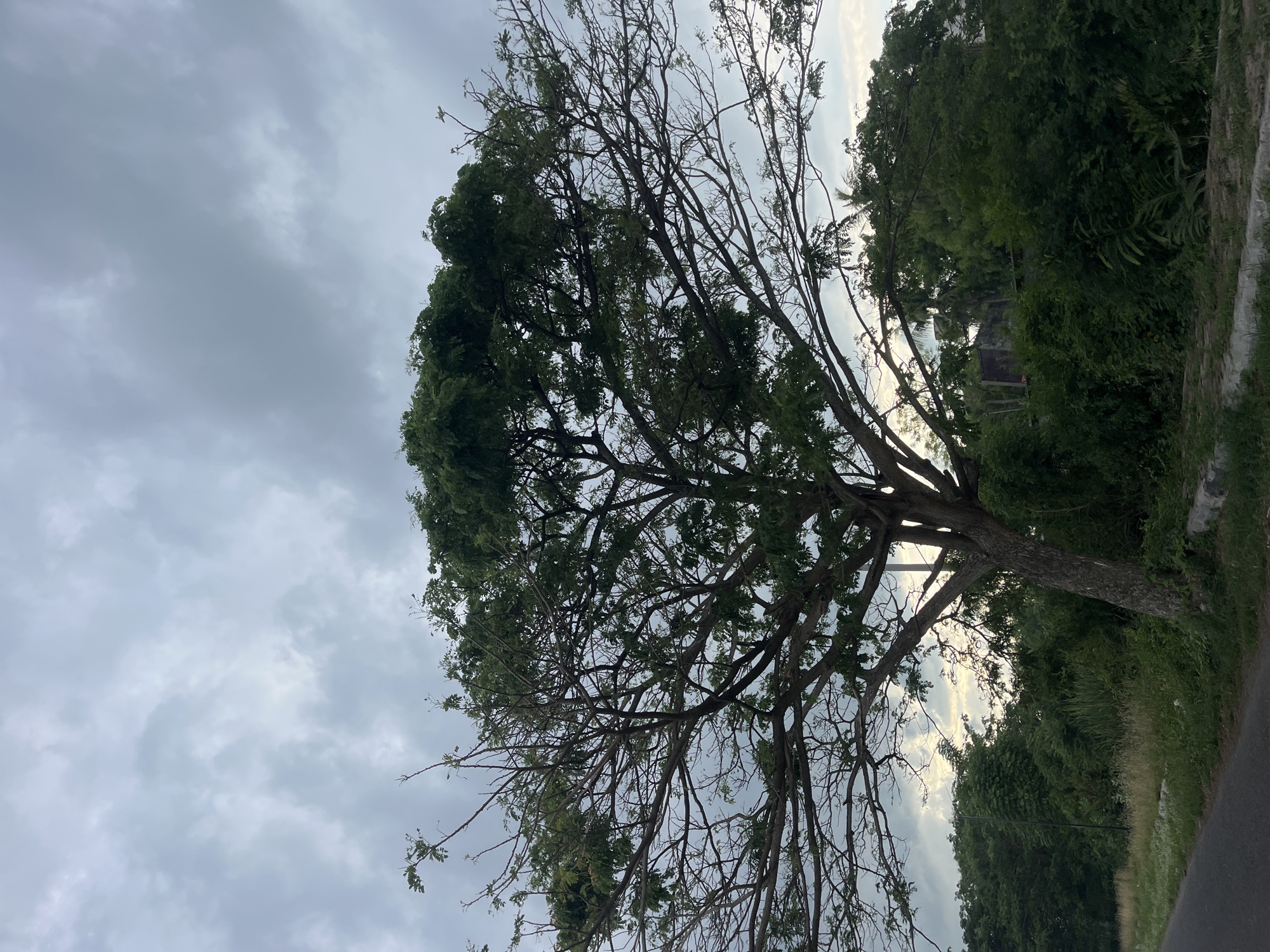 The image depicts a large tree with a dense crown of green leaves and many exposed branches. The trunk of the tree is visible, and it appears to be located on the side of a road or path. Adjacent to the tree is dense green vegetation, including shrubs and other trees. The sky above is overcast with gray clouds. Based on the prompt, the image is located in the city of Lhokseumawe, Indonesia. There are no people or visible actions in the photograph.