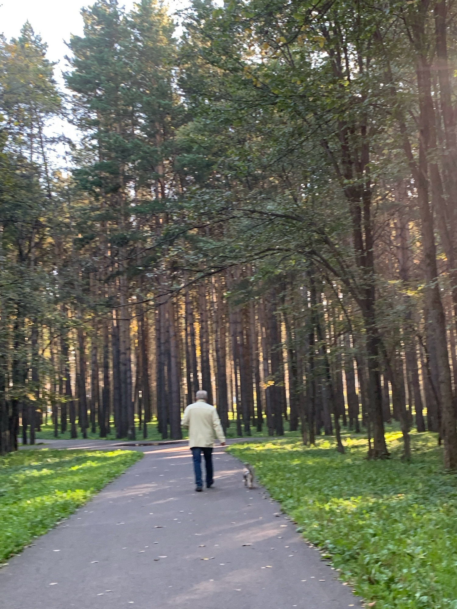 An individual wearing a light-colored jacket and blue jeans walks along a paved pathway in a park. The pathway is bordered by lush green grass and tall trees, some of which appear to be pine trees, characteristic of a forest or wooded park area. Sunlight filters through the dense canopy of leaves, creating dappled light on the ground and illuminating the tree trunks. The overall scene suggests a serene outdoor environment, possibly during the daytime in an urban park setting. The location is identified as Prokopyevsk, Russia.