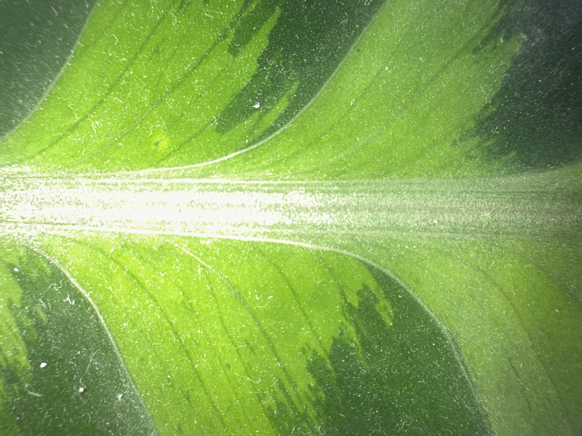 This is a close-up, macro photograph of the underside of a green leaf. The leaf has a prominent central vein that is brightly illuminated, suggesting light is shining through from above. The leaf's surface displays a variegated pattern of lighter and darker green sections, with a textured appearance due to numerous fine hairs or dust particles. The veins of the leaf are clearly visible, radiating outwards from the central midrib. The lighting creates a bright, almost glowing effect in the center of the image, with the edges of the leaf fading into darker green and shadow. There is no discernible text, people, or activity taking place. The focus is entirely on the intricate details of the leaf's structure and coloration. The overall impression is one of natural beauty and detail observed at a microscopic level. While the location context is provided as Letterkenny, Ireland, there are no specific visual cues within the image itself to confirm this location.
