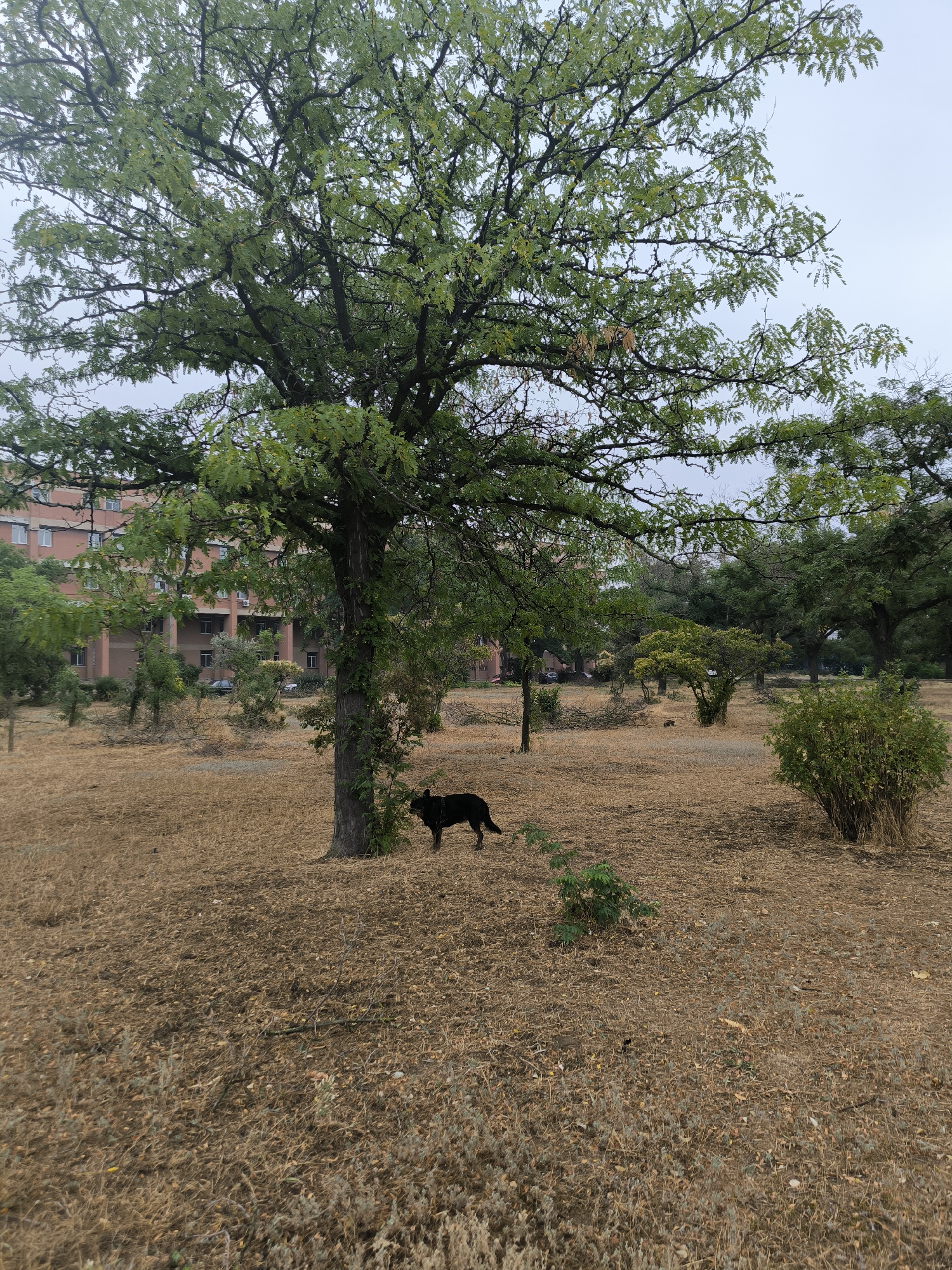 An overcast day in Mykolaiv, Ukraine, reveals a sparse, dry grassy field dotted with trees. A large tree with green leaves dominates the foreground, its trunk thick and textured. To its right, a black dog with a harness stands looking to the left. Behind the dog and tree, a multi-story building with a pinkish-orange facade and numerous windows is visible, peeking through the branches of other trees. The ground is covered in a thick layer of dry, brown grass and scattered debris. Further in the background, more trees of varying sizes and foliage density create a natural backdrop. The overall impression is one of a slightly neglected urban park or communal space under a cloudy sky.