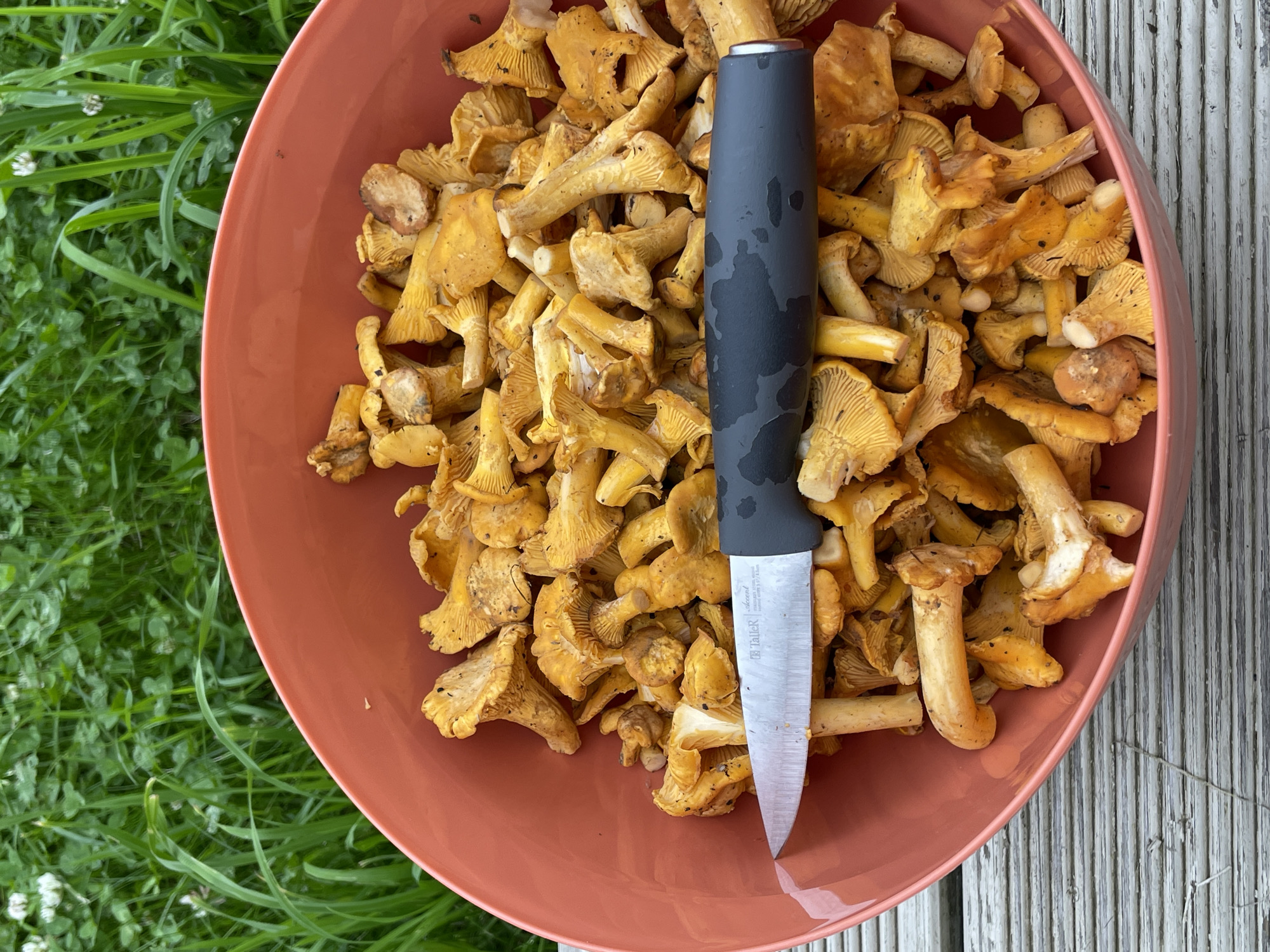 A close-up, high-angle shot shows a coral-colored bowl filled with chanterelle mushrooms. A knife with a black handle and silver blade rests on top of the mushrooms, with the blade positioned to the left. The mushrooms are a vibrant yellow-orange and appear freshly picked. The bowl is placed on a weathered wooden deck. In the blurred background, lush green grass and white clover flowers are visible. The location is not specified in the image.