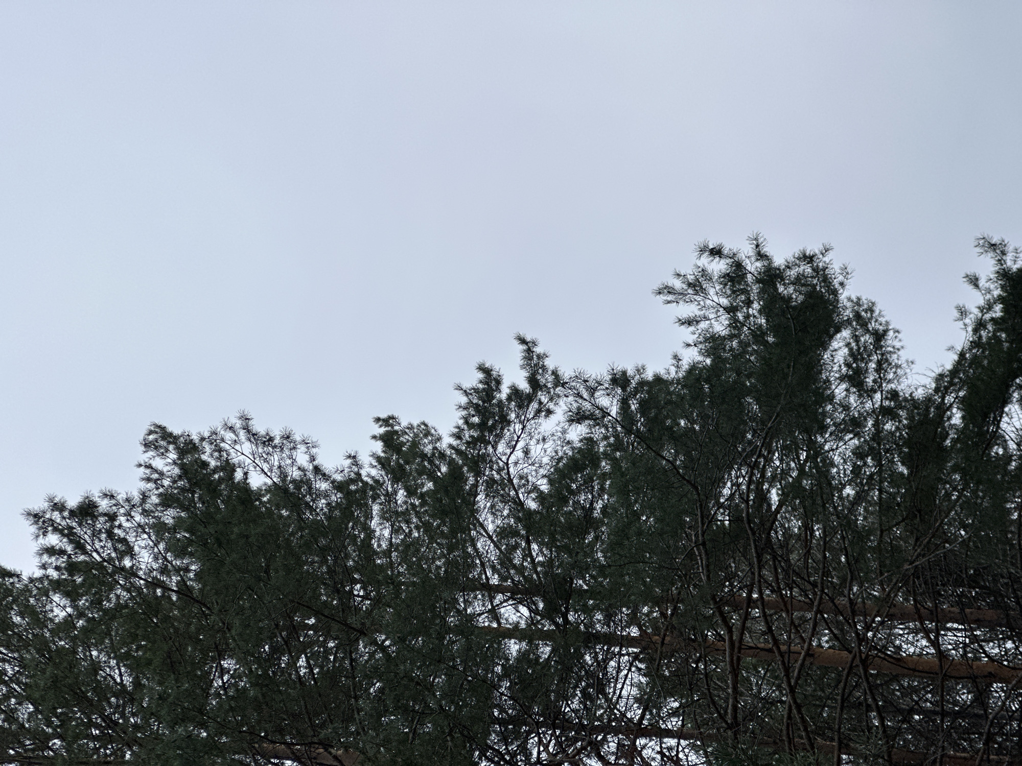 The image depicts the top of a group of trees against a pale sky. The trees are full with dark green foliage. The location of the image is stated to be Chaikovsky, Russia. No people or specific objects beyond the trees are visible. The environment appears overcast.
