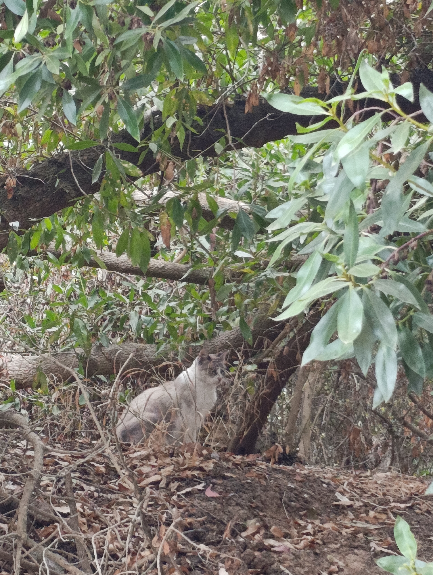 A domestic shorthair cat with a light grey coat and darker grey tabby markings is seated amongst dense foliage and fallen leaves. The cat is positioned on a slight incline, facing to the right of the frame. The environment appears to be a naturalistic setting with many branches and leaves, suggesting an outdoor area possibly in a park or wooded section of the city.