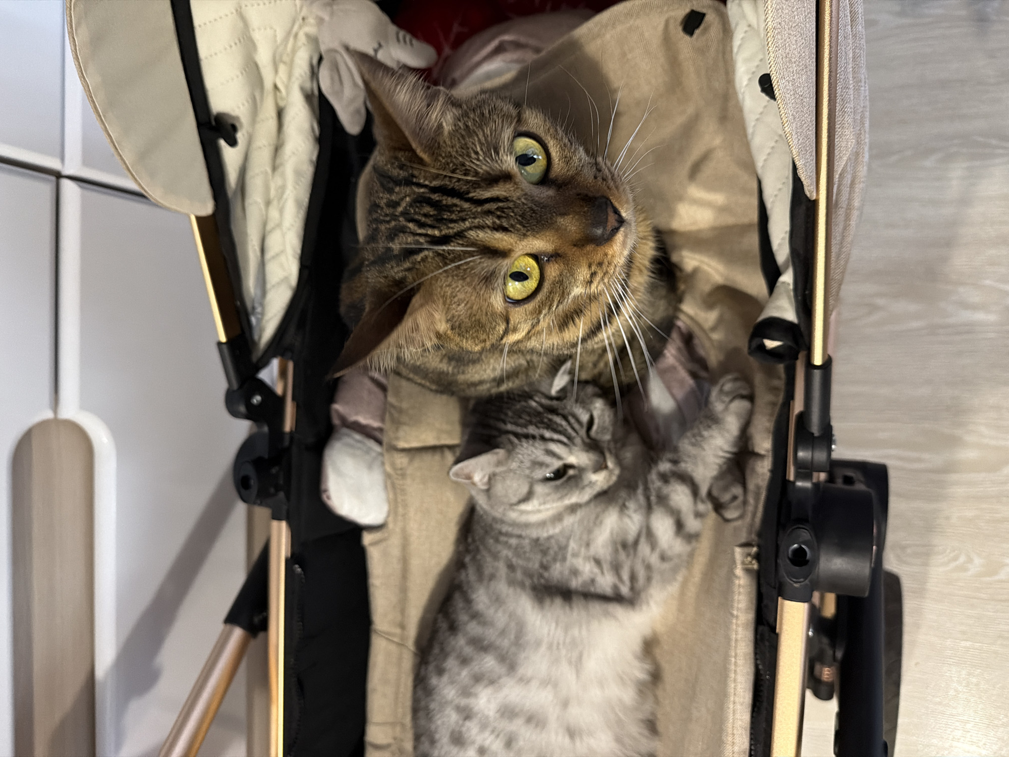 Two cats are situated in what appears to be a pet stroller or carrier. One cat, a brown tabby, is looking upwards with its head tilted to the right. Its eyes are yellow-green. The second cat, a gray tabby, is lying down and facing to the left. The stroller or carrier is primarily beige with gold-colored metal supports and black accents. The surrounding environment suggests an indoor setting with a light-colored floor. The location in the city of Noviy, Russia, is not determinable from the image.