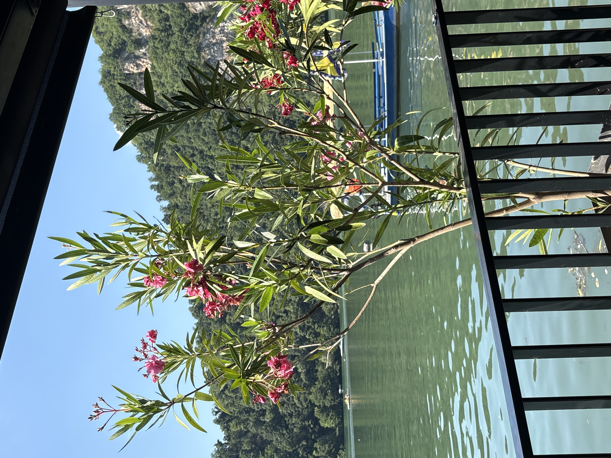 The image shows a close-up of a flowering plant with pink blossoms and green leaves, positioned in the foreground. The plant's branches extend across the frame, obscuring parts of the background.
Behind the foliage, a serene body of water with gentle ripples is visible, reflecting the bright sunlight. The water appears calm and inviting. In the distance, a lush, green hillside covered in dense trees rises up, suggesting a natural, possibly mountainous landscape. The sky is a clear, brilliant blue, indicating a sunny day with fair weather.
To the right of the frame, a dark, slatted railing or fence runs vertically, adding a man-made element to the scene. The railing's slats cast shadows on the water, creating a striped pattern. Part of a blue structure, possibly a boat or a dock, is faintly visible on the water's surface.
The overall impression is one of natural beauty and tranquility, possibly a scenic spot near a lake or river. The time of day appears to be daytime, likely mid-morning or afternoon, given the bright sunlight. There is no visible text in the image.