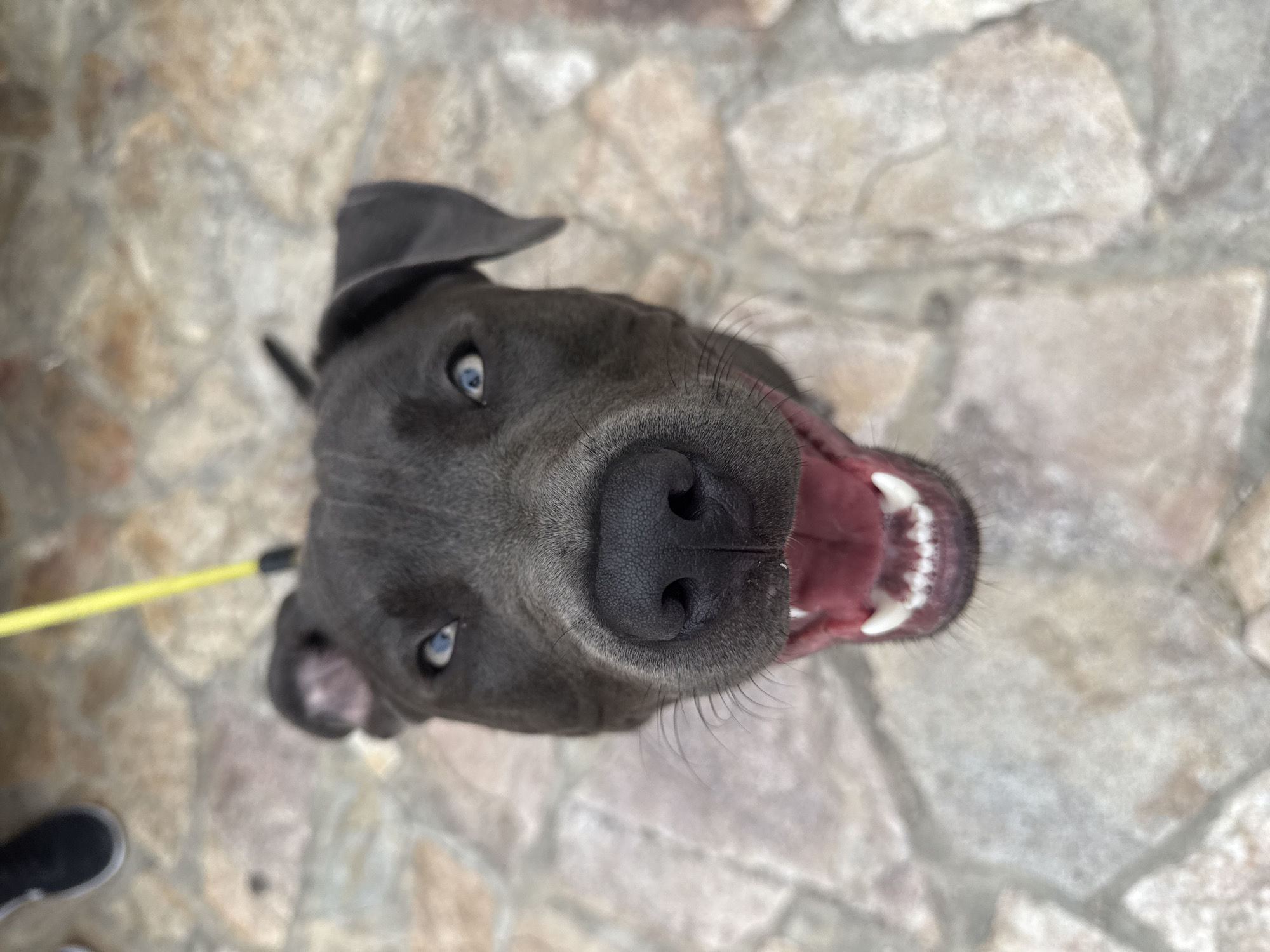 A close-up, high-angle shot shows a dark gray dog with striking blue eyes and its mouth open, panting. The dog is looking directly at the camera. A yellow leash is visible extending from the top of the frame, and a person's foot in a black shoe is visible in the upper left corner. The dog is standing on a surface of large, irregular light-colored stones. The image appears to be taken outdoors in Aksakovo, Bulgaria.