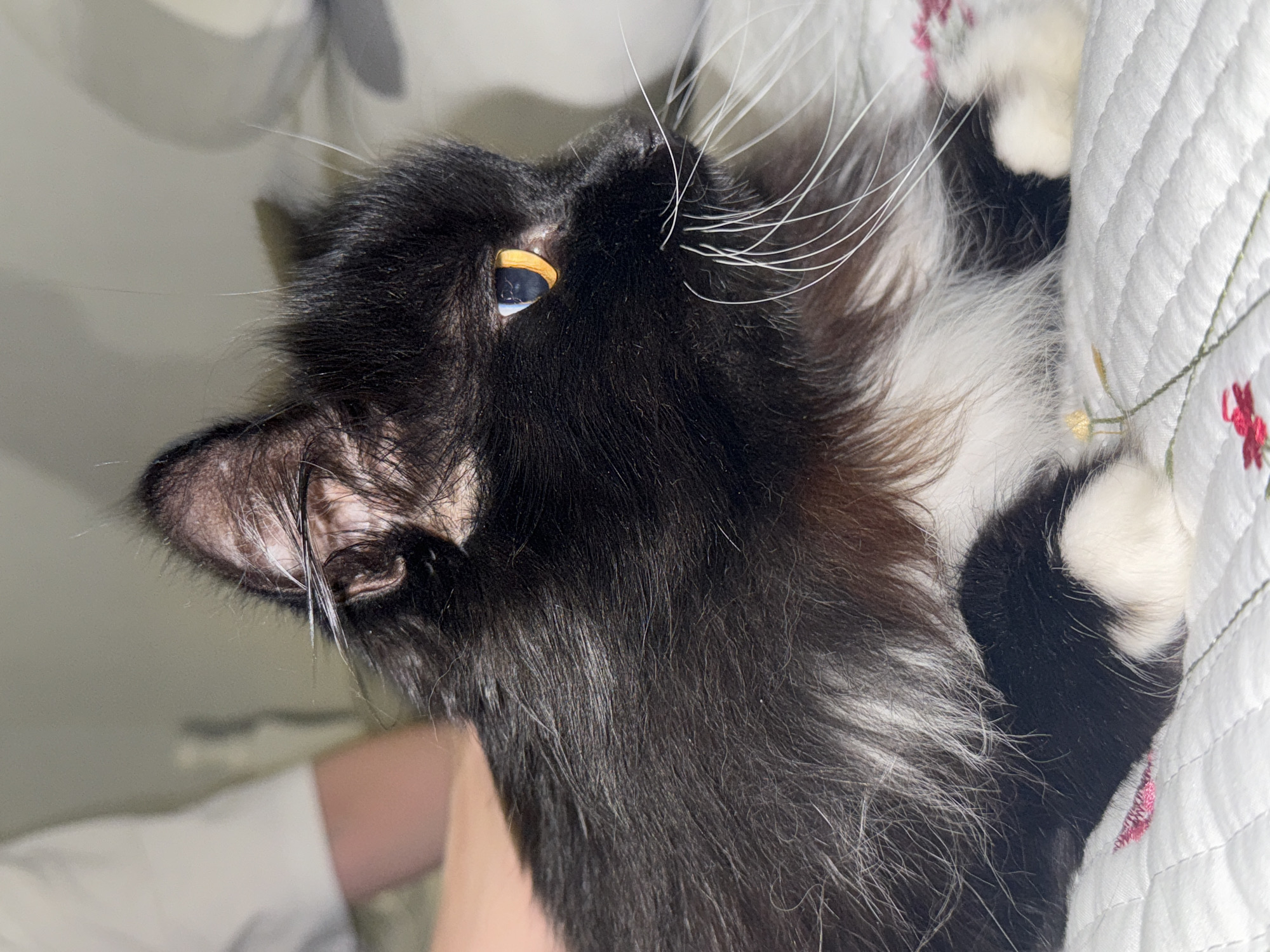 A close-up shot shows a black and white cat lying on a white, quilted surface with a floral pattern. The cat's head is turned to the left, with its left ear prominently displayed. The cat has long white whiskers. Its visible eye has a golden iris. The surface the cat lies on appears to be a bedspread or quilt. The location is not discernible from the image. There are no people visible in the frame.