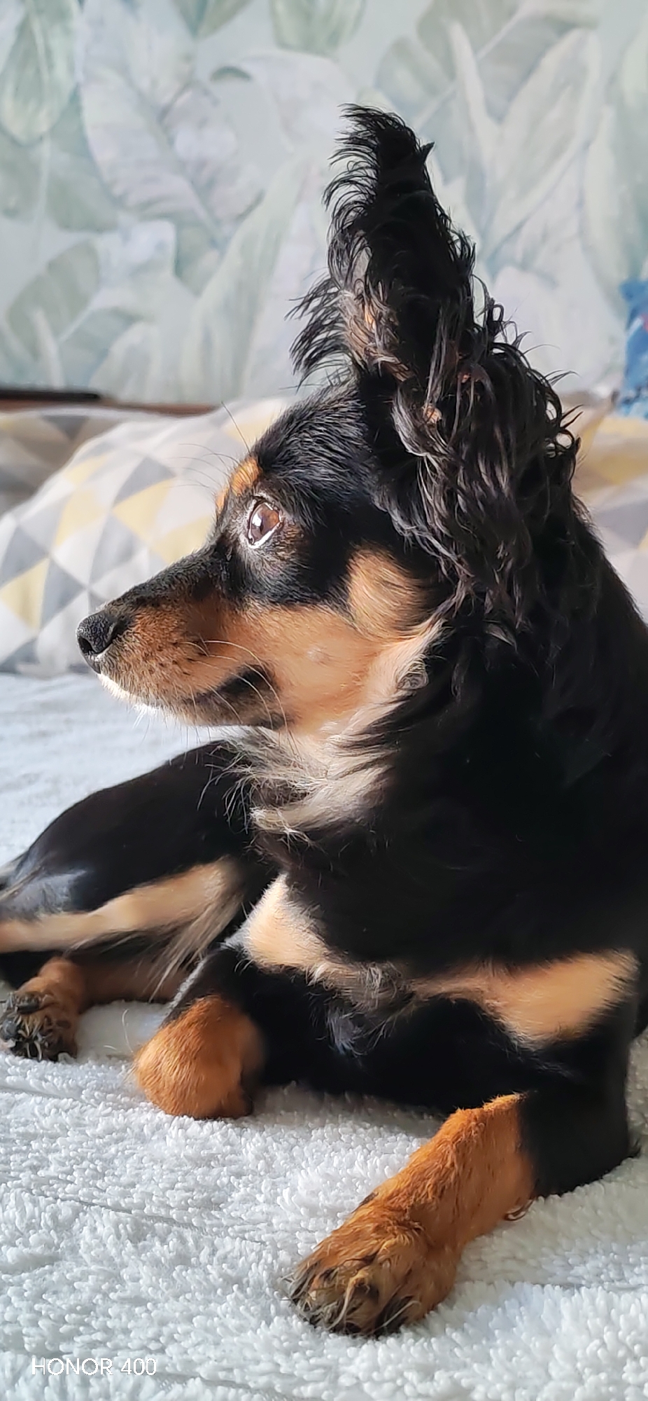 A tan and black long-haired dog is lying on a bed. The dog has tan markings on its legs, chest, and face. It is lying on a white bed with a textured surface. Behind the dog is a pillow with a gray and yellow geometric pattern. Behind the pillow is a wall with a muted green and white leaf pattern. The text "HONOR 400" is in the lower left corner of the image.
There is no information in the image to suggest that the dog is in Noviy, Russia.
