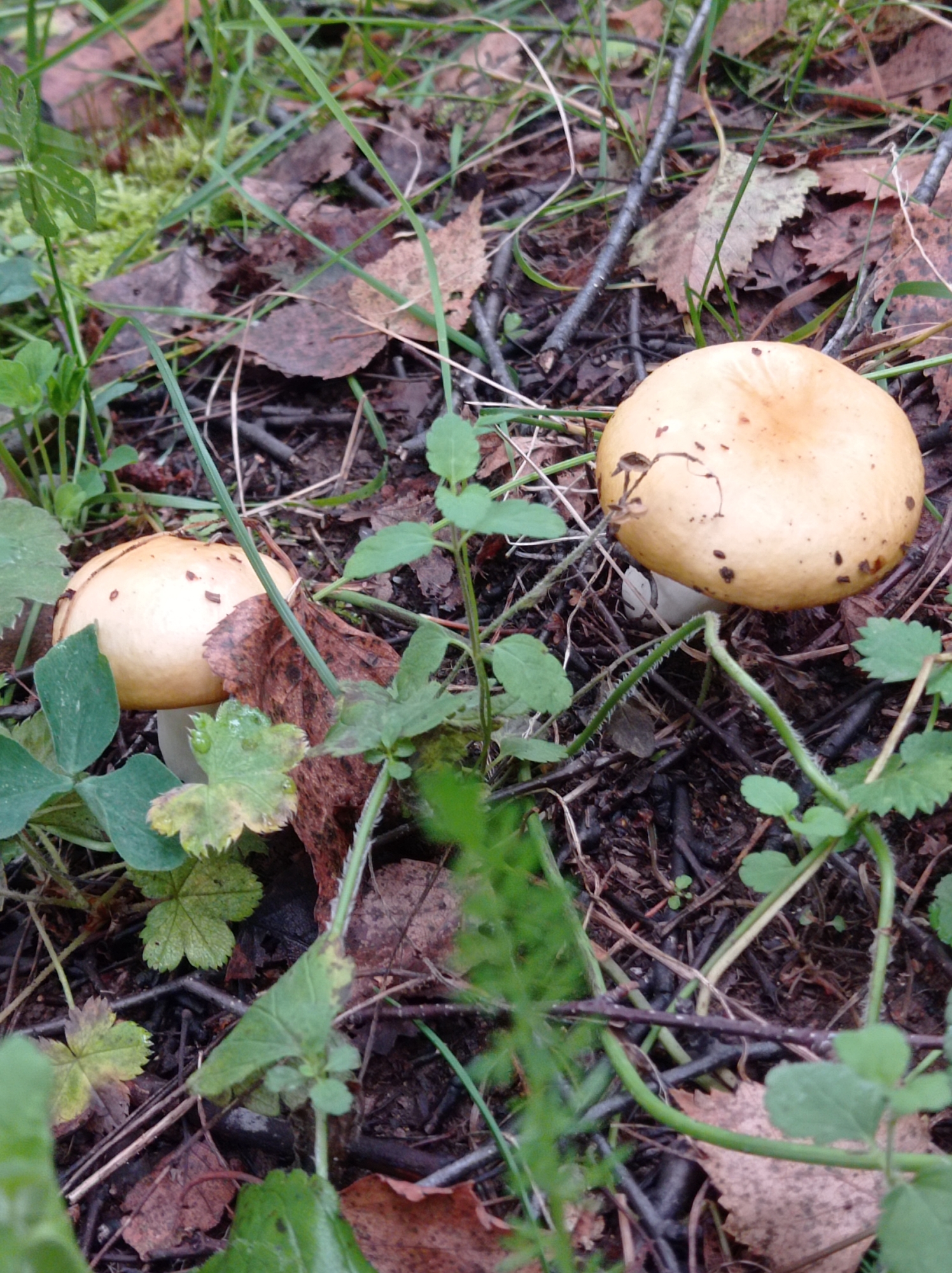 A shallow, eye-level, medium shot captures two mushrooms growing in a forest floor environment. The mushrooms are identified as Lactarius torminosus due to their fleshy, convex caps, which are a pale orange color and slightly fuzzy. The mushroom on the right is larger and more prominent, with its cap clearly visible and slightly speckled with dark brown marks. The mushroom on the left is partially obscured by foliage and is smaller, with its cap also visible. Both mushrooms have white stems, though only the upper portions are visible. They are situated amongst fallen leaves, twigs, and green foliage, indicating a natural, outdoor setting. The background consists of the forest floor, with a mix of dark soil, decaying organic matter, and sparse green vegetation. There are no people or animals present in the image, and no discernible actions or interactions are taking place. The lighting appears natural, suggesting an outdoor setting during the daytime. The environment is consistent with a forest or wooded area within or near Degtyarsk, Russia, given the typical flora and forest floor conditions found in the region.