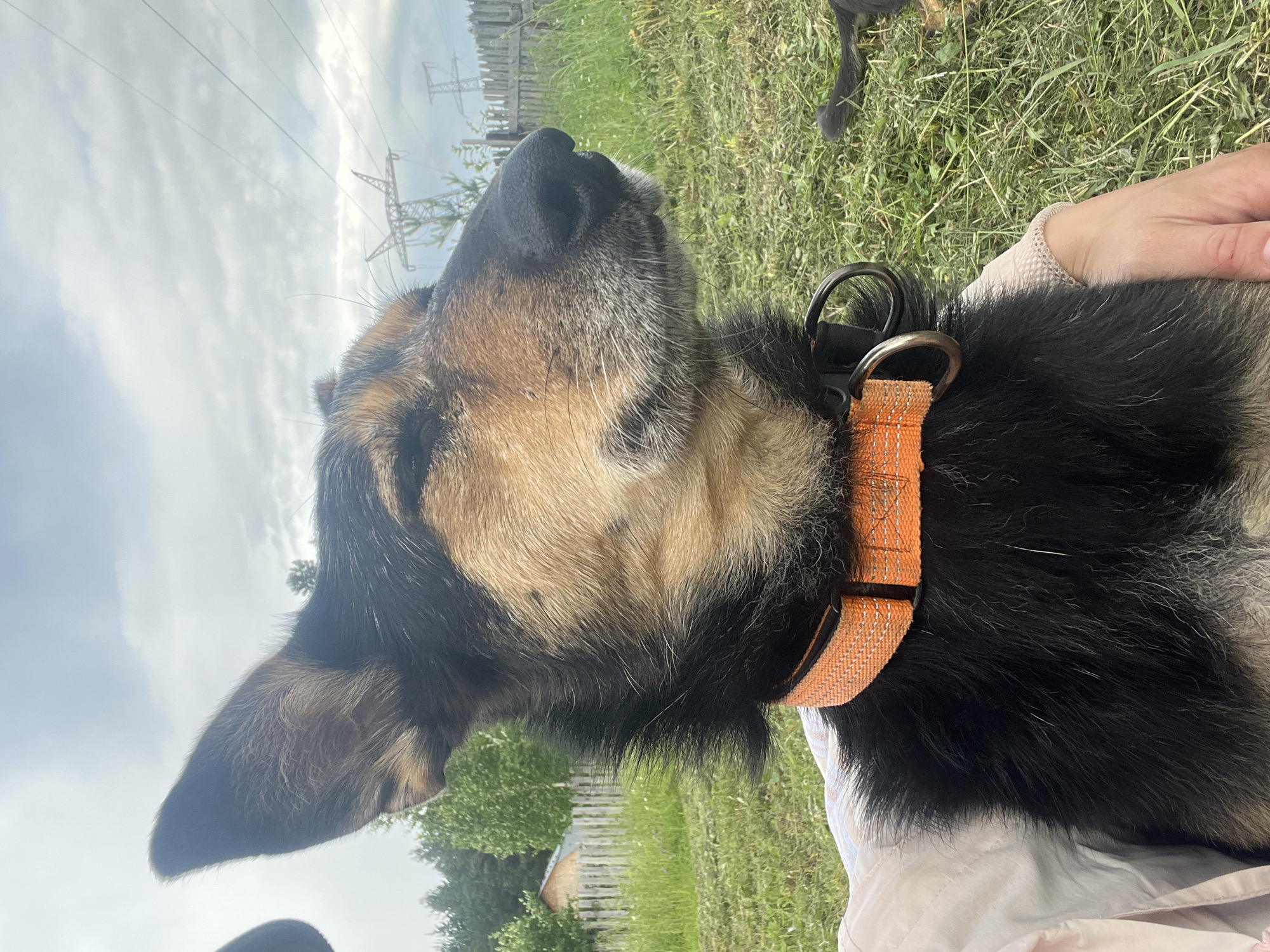 The image shows a close-up of a dog's face. The dog is black and tan, with one ear up and the other partially down. It is wearing an orange collar. The dog's eyes are closed. In the background, there is a grassy field with trees and a wooden fence. There are also power lines and a transmission tower visible. The sky is cloudy. The image was taken in Nizhny Tagil, Russia.