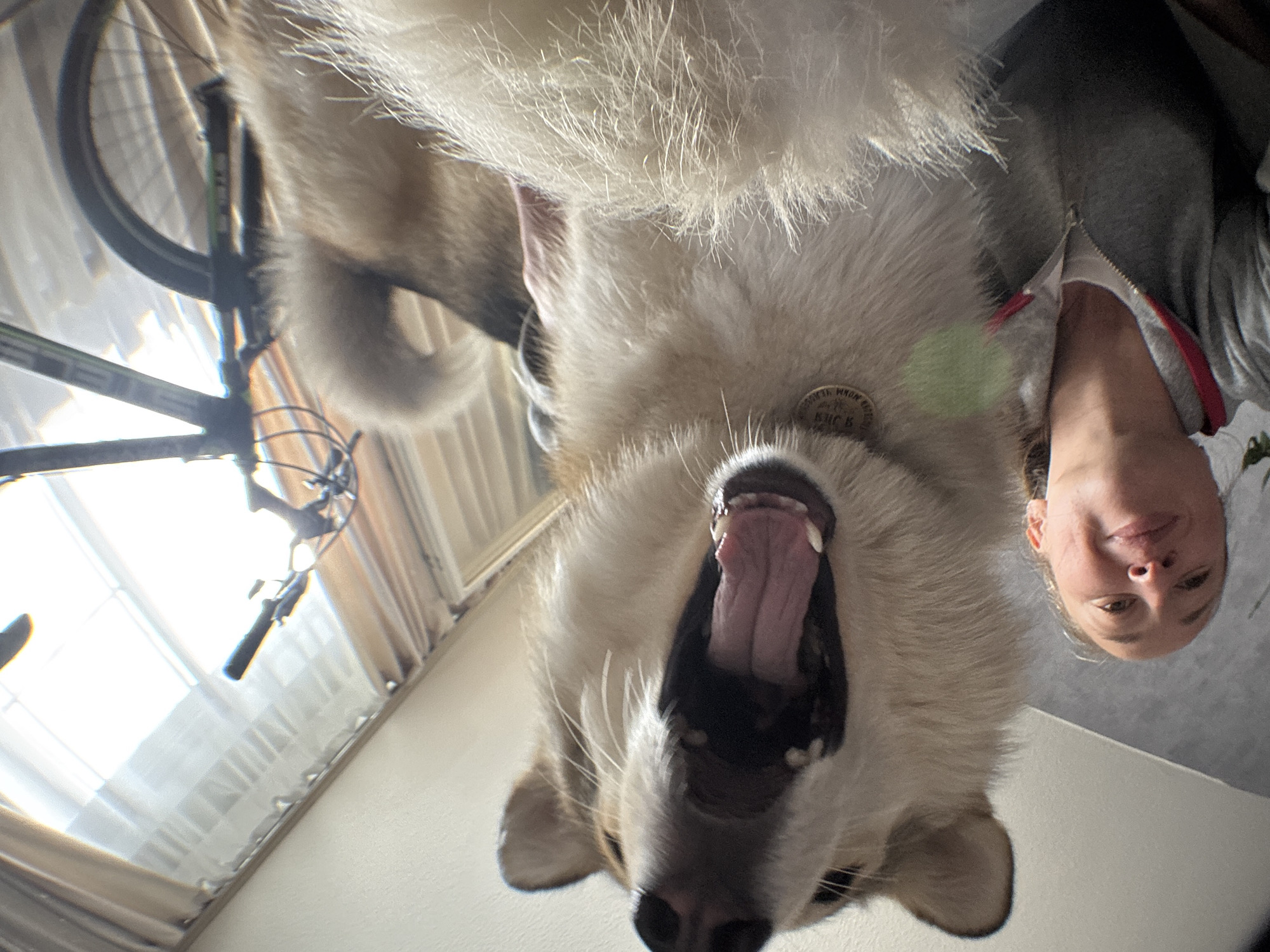 A low-angle, wide-angle photograph captures a close-up of a woman and a dog, with a bicycle in the background. The woman, positioned on the left, is smiling and looking upwards, wearing a grey zippered hooded jacket over a white shirt. Her left arm is visible, and she is to the left of the dog. The dog, which appears to be a husky or similar breed, is the central and largest subject, its mouth wide open in a yawn or bark, revealing its tongue and teeth. The dog is wearing a circular tag on a collar around its neck. Behind them, a bicycle with a dark frame and black tires is visible, leaning against a wall or standing independently. The background consists of a window with sheer curtains, letting in natural light, and a wall. The scene appears to be indoors, possibly a living room or hallway in an apartment in Chaikovsky, Russia.