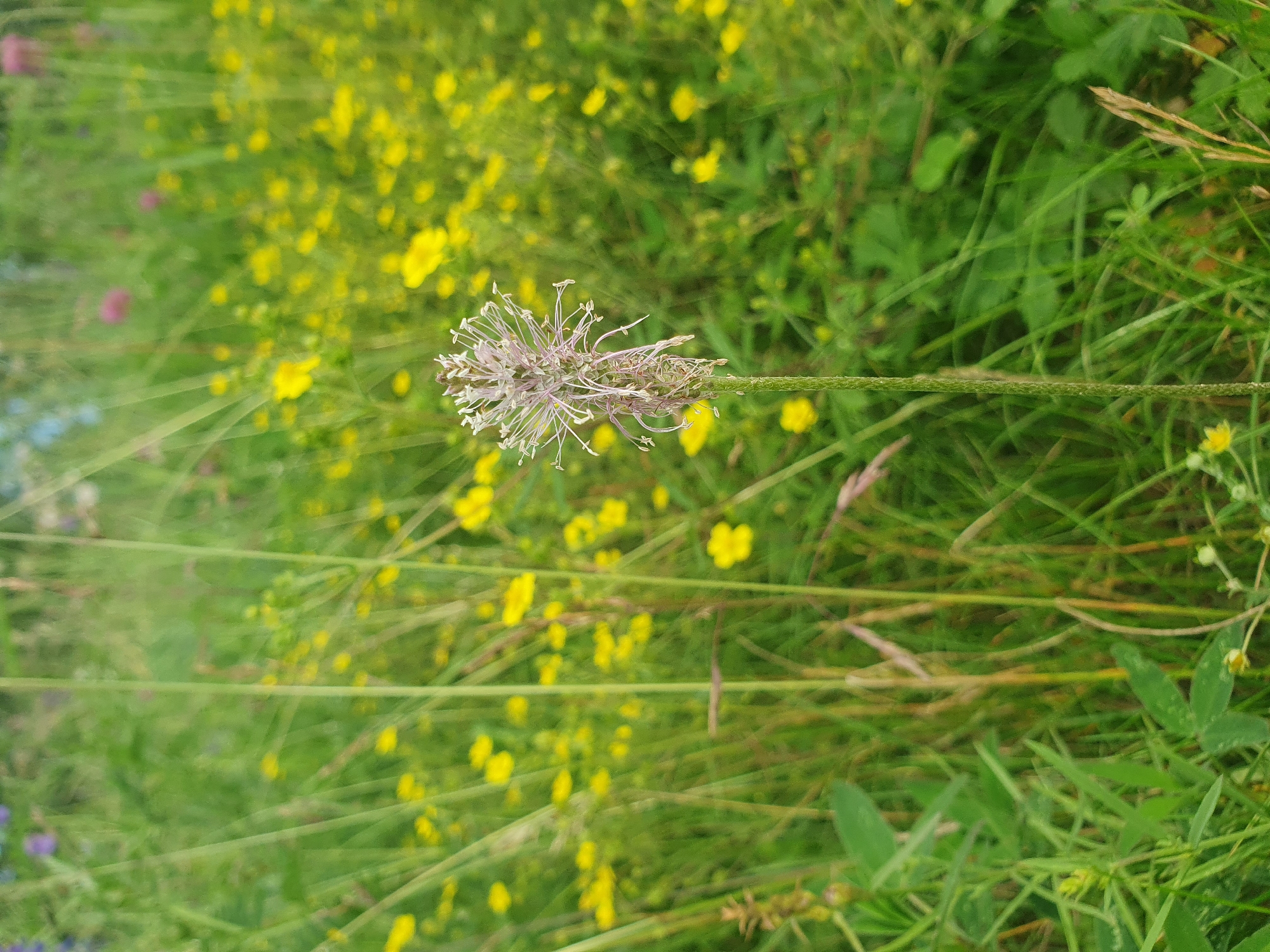 The image shows a close-up of a narrow-leaf plantain flower in a meadow. The plantain, with its delicate, spiky seed head, is in sharp focus, standing tall amidst a soft, green background. The background is filled with a profusion of small, yellow wildflowers, creating a vibrant, impressionistic blur of color. Tall, thin blades of grass crisscross the scene, adding to the natural, wild feel. The overall impression is one of a peaceful, sun-drenched meadow. The location is Mukhametovo, Russia.