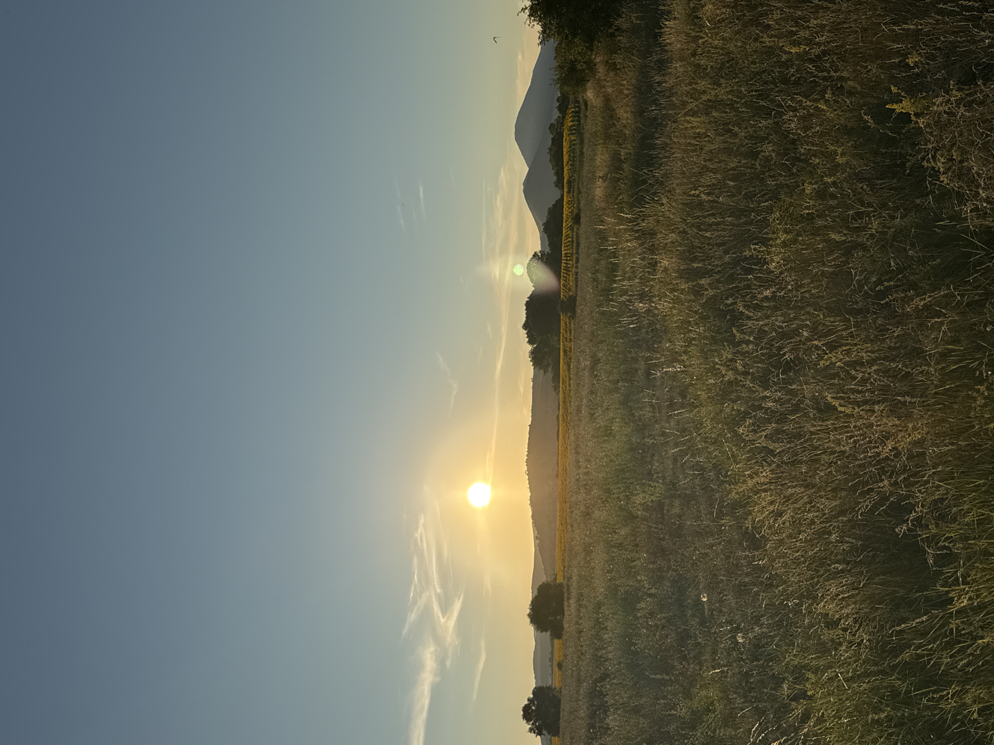The image captures a serene sunset over a rural landscape near Noevtsi, Bulgaria. The sky is a soft gradient of blue and pale yellow, with wispy clouds streaking across the horizon. The sun, a bright orb, is low in the sky, casting a warm glow. In the middle ground, a field of yellow flowers, possibly sunflowers, stretches out towards rolling hills. Silhouetted trees dot the landscape, and two prominent mountains rise in the distance. The foreground is dominated by a meadow of tall, dry grass, bathed in the golden light of the setting sun. The scene is peaceful and natural, with no people or man-made structures visible.