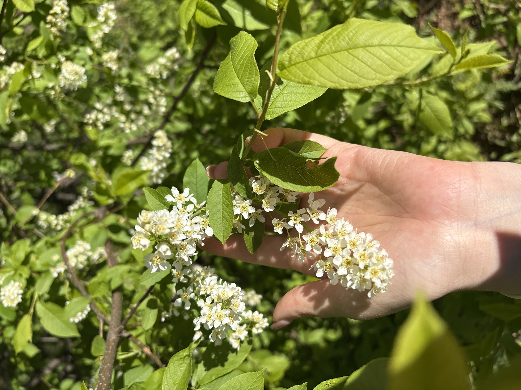 A human hand is holding a branch with white flowers and green leaves. The background is a lush green bush with similar flowers. The image was taken outdoors in daylight. The location is in the city of Chaikovsky, Russia.