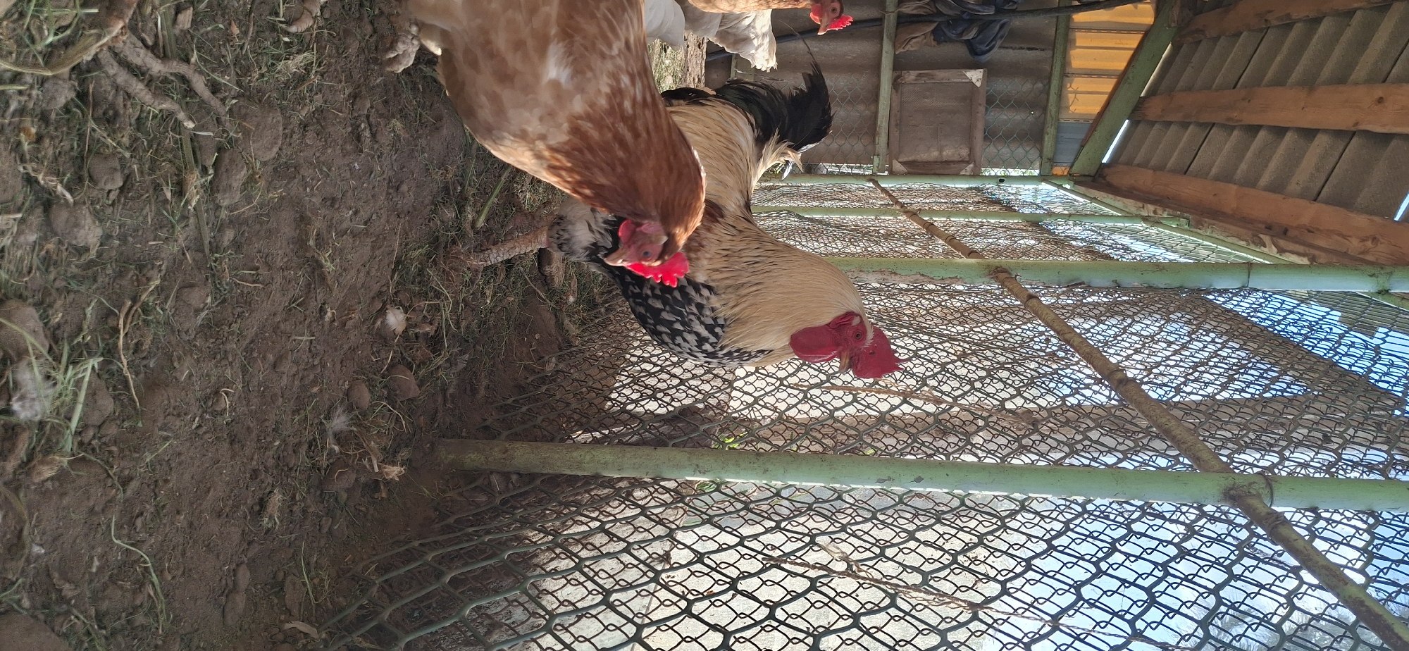 A daytime, ground-level shot shows several chickens in a chicken coop, apparently located in Chaikovsky, Russia. The foreground contains patches of bare dirt and some greenery, with a scattering of feathers. A brown chicken stands partially in the frame, its head bent down, and next to it stands a rooster with white and black speckled feathers and a prominent red comb. The chickens appear to be foraging or interacting with the ground. A wire mesh forms the coop's walls, and sunlight filters through the mesh. The roof, made of corrugated material held up by wooden beams, is visible in the upper right corner of the image. Other chickens can be seen in the background, further inside the coop.