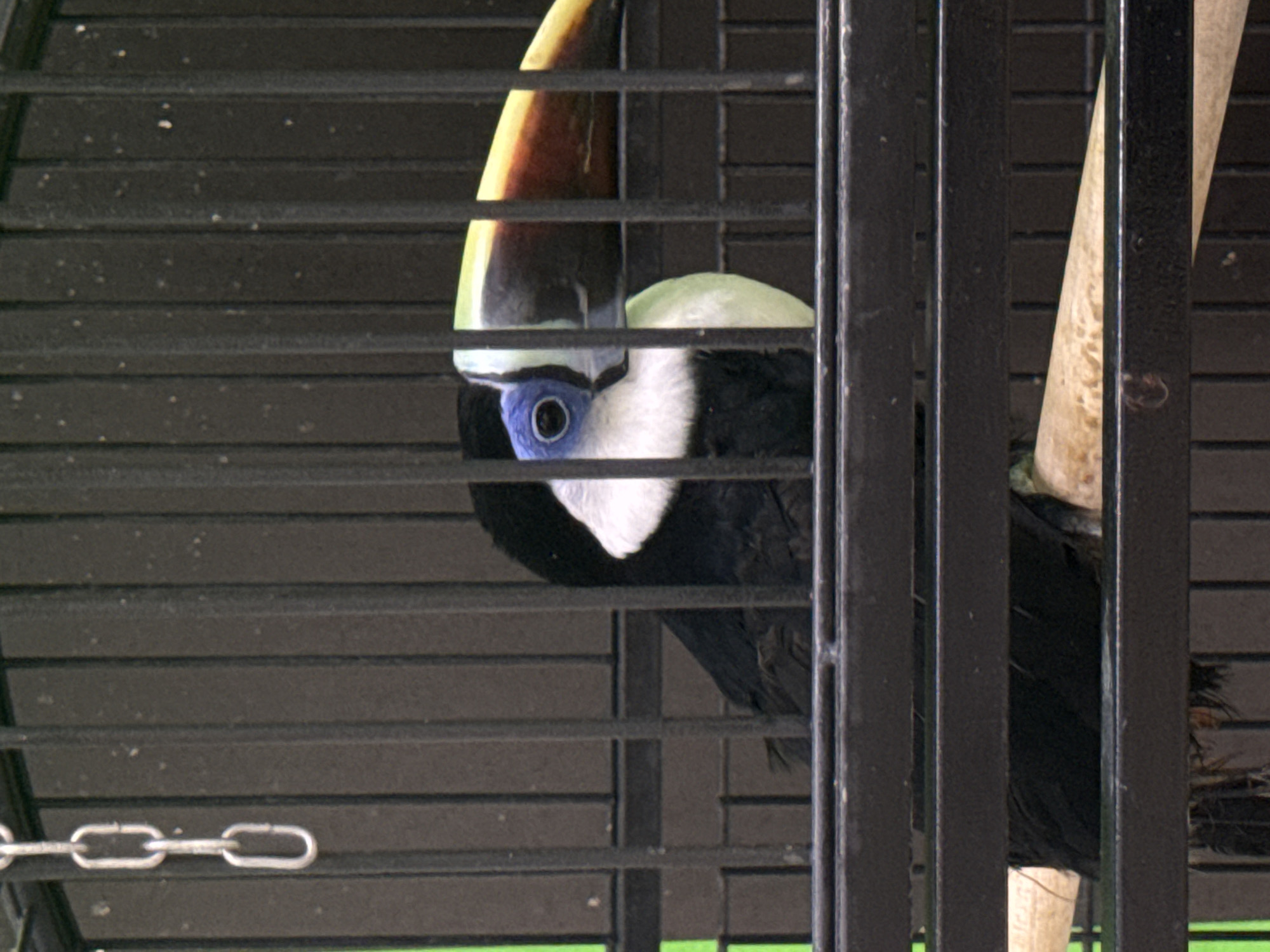 A toucan is displayed in a black metal cage. The toucan is predominantly black with a white chest and a large, multicolored beak, featuring yellow, green, black, and reddish-brown hues. Its eye is blue with a black pupil. The cage has vertical bars and horizontal bars. A chain hangs from the top left of the cage. Wooden perches are visible within the cage. The background is a blurry green.