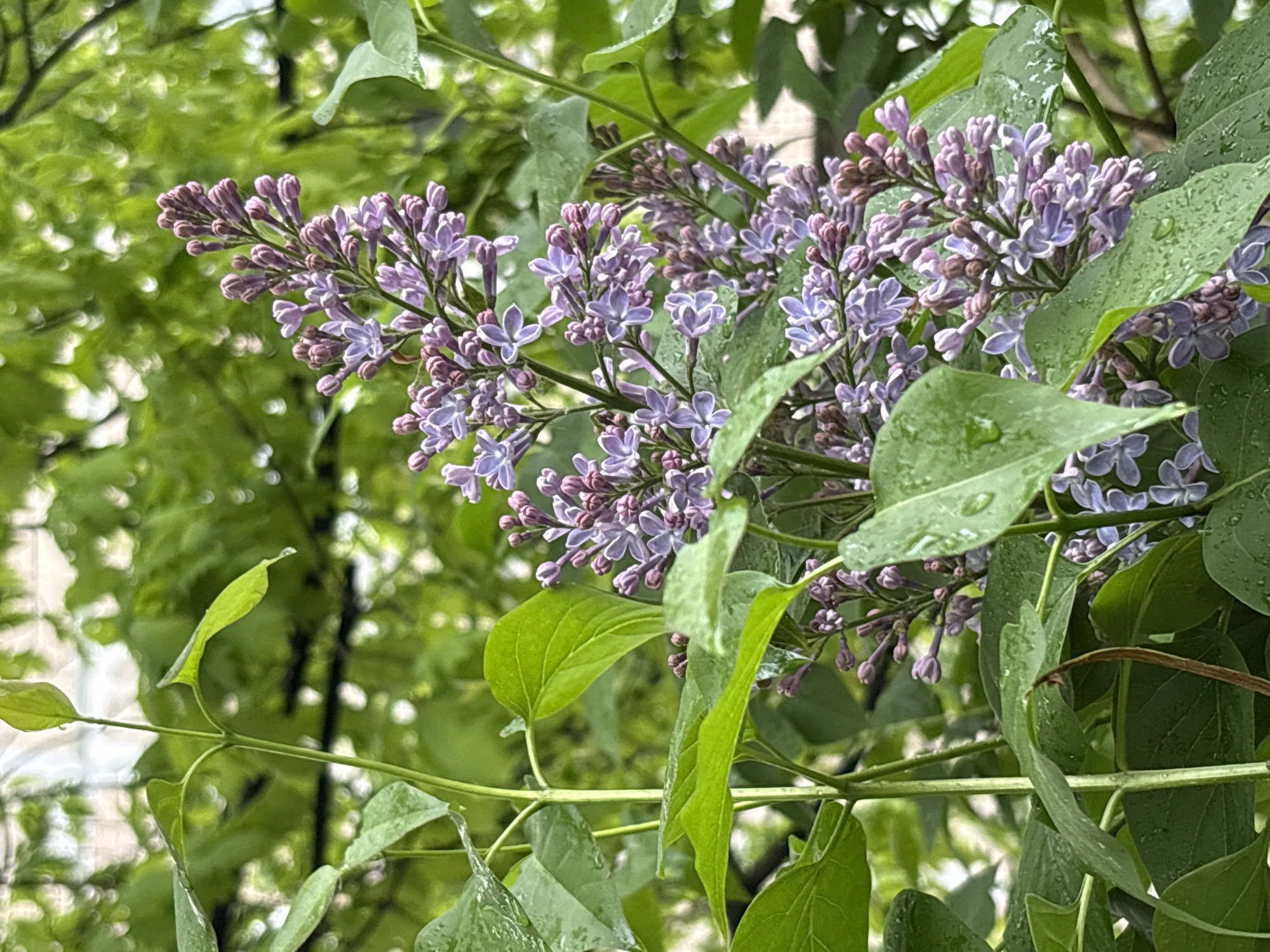 The image shows a close-up of a lilac bush with light purple flowers and green leaves. The leaves are wet, suggesting recent rain. The background is a blur of green foliage. The location in the city of Saint Petersburg, Russia, is not evident from the image.