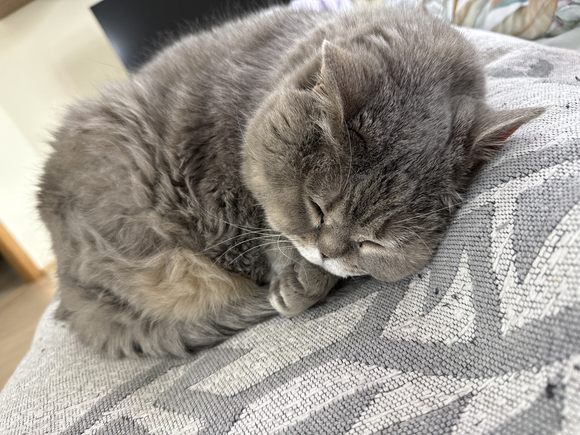 A gray cat is curled up asleep on a gray and white patterned cushion. The cat's fur is dense and fluffy. Its eyes are closed and its paws are tucked in. The background is slightly out of focus, showing a glimpse of a chair and a wall. This image does not contain information about Saint Petersburg, Russia.