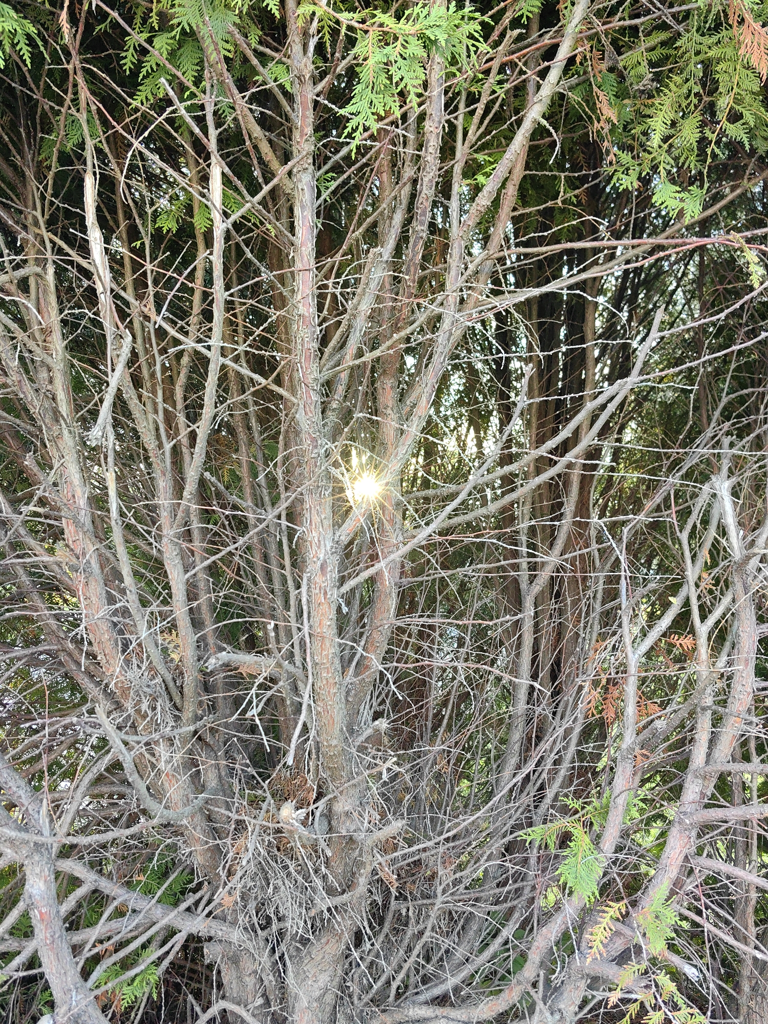 The image shows a dense thicket of evergreen trees, likely arborvitae, with a sunburst effect from the sun peeking through the branches in the right-center of the frame. The branches are a mix of green foliage and dry, graying wood, creating a layered texture. The scene is naturalistic, with no discernible man-made objects or human presence. The location is a natural outdoor environment within the city of Myadzyel, Belarus.