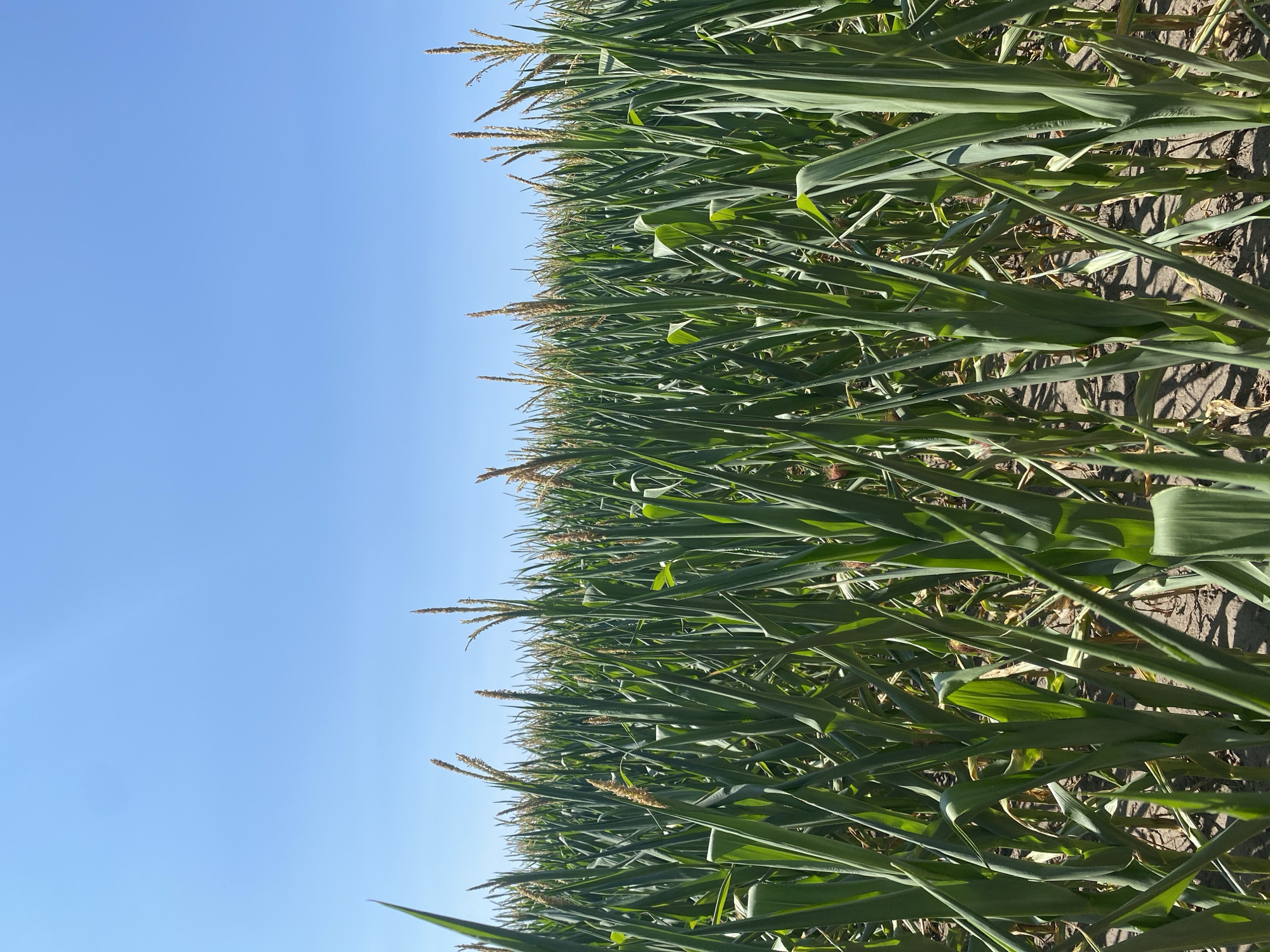 A low-angle shot captures a vast field of tall, green corn stalks under a clear, bright blue sky. The corn plants are densely packed, with their long, leafy stalks filling the majority of the frame. Some of the stalks have tassels at the top, indicating the crop is mature. The ground between the stalks is visible as dry, tilled earth, suggesting a sunny, possibly dry climate. The image appears to be taken on a bright, cloudless day. The scene is devoid of any people, animals, or structures, presenting an expansive view of an agricultural landscape. This image is located in Vasylky, Ukraine.