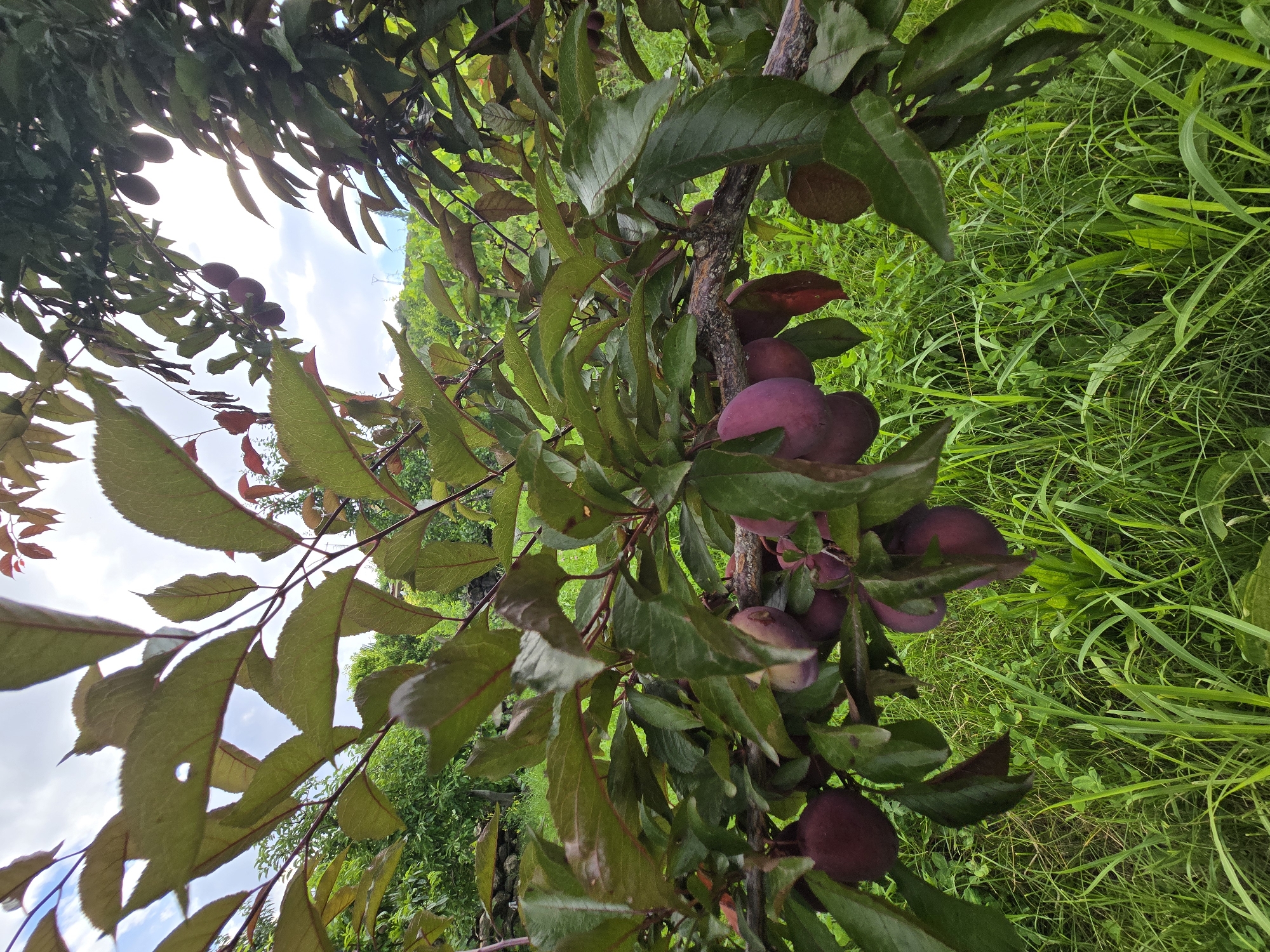 A close-up, vertical shot shows a branch of a plum tree with ripe, dark purple plums. The plums are clustered together, with some obscured by the tree's dark green and reddish-brown leaves. Sunlight filters through the leaves from the top left of the frame, creating a bright, hazy sky in the background. The tree is set against a backdrop of lush green grass and other foliage, suggesting an outdoor, natural setting. The image does not contain any people or visible text. The time of day appears to be daytime, with the bright sky and sunlight. The weather seems to be pleasant, with the greenery indicating favorable conditions for growth.