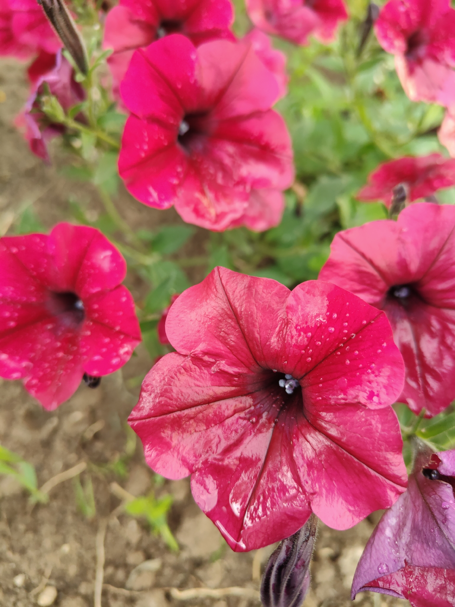 The image displays a close-up view of several vibrant pink petunias. The flowers are in bloom, with their trumpet-shaped petals clearly visible. Small water droplets are scattered across the petals, suggesting that the flowers have recently been watered or that it is a damp day. Some of the flowers are in sharper focus than others, creating a shallow depth of field effect. In the background, blurred green foliage and the earthy tones of the soil are visible, indicating that the petunias are growing outdoors, likely in a garden or flower bed. One partially bloomed purple petunia is also visible in the lower right corner of the frame. The overall impression is one of natural beauty and freshness, possibly captured after a rainfall. The image does not contain any people, text, or specific clues to indicate a particular time of day or a precise location beyond the general context of an outdoor garden setting. The location context of Ufa, Russia, is provided but not visually discernible from the image itself.