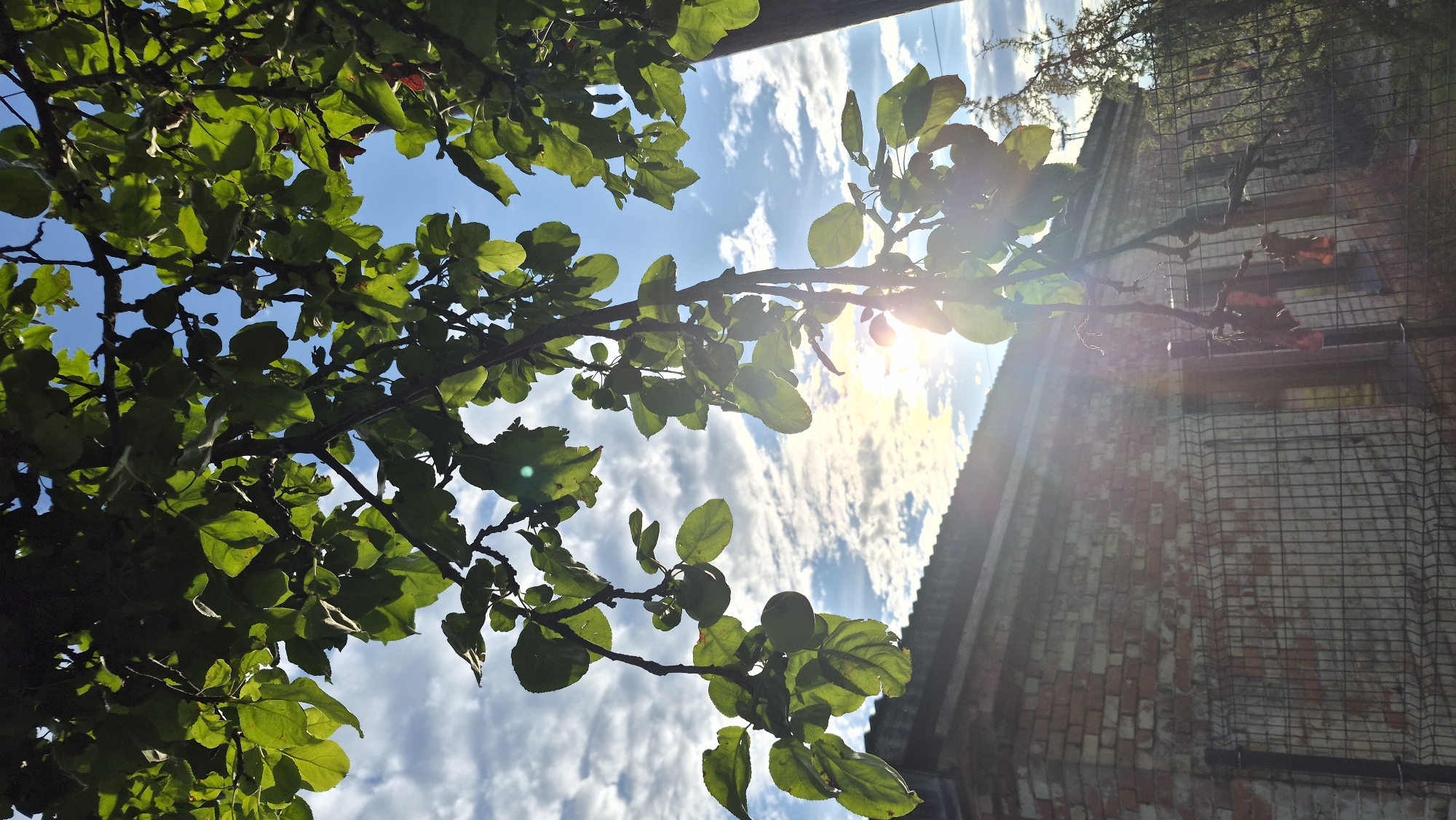 The image depicts a low-angle view of tree branches with green leaves against a bright blue sky with scattered clouds. Sunlight filters through the leaves, creating lens flare effects. Below the branches, a brick building with a dark roof is visible, partially obscured by a wire fence in the foreground. The building appears weathered, with some bricks missing and discoloration on the facade. The scene suggests an outdoor setting, possibly a yard or garden area, with the building possibly being a shed or a smaller structure. The location is identified as Krauja, Latvia.